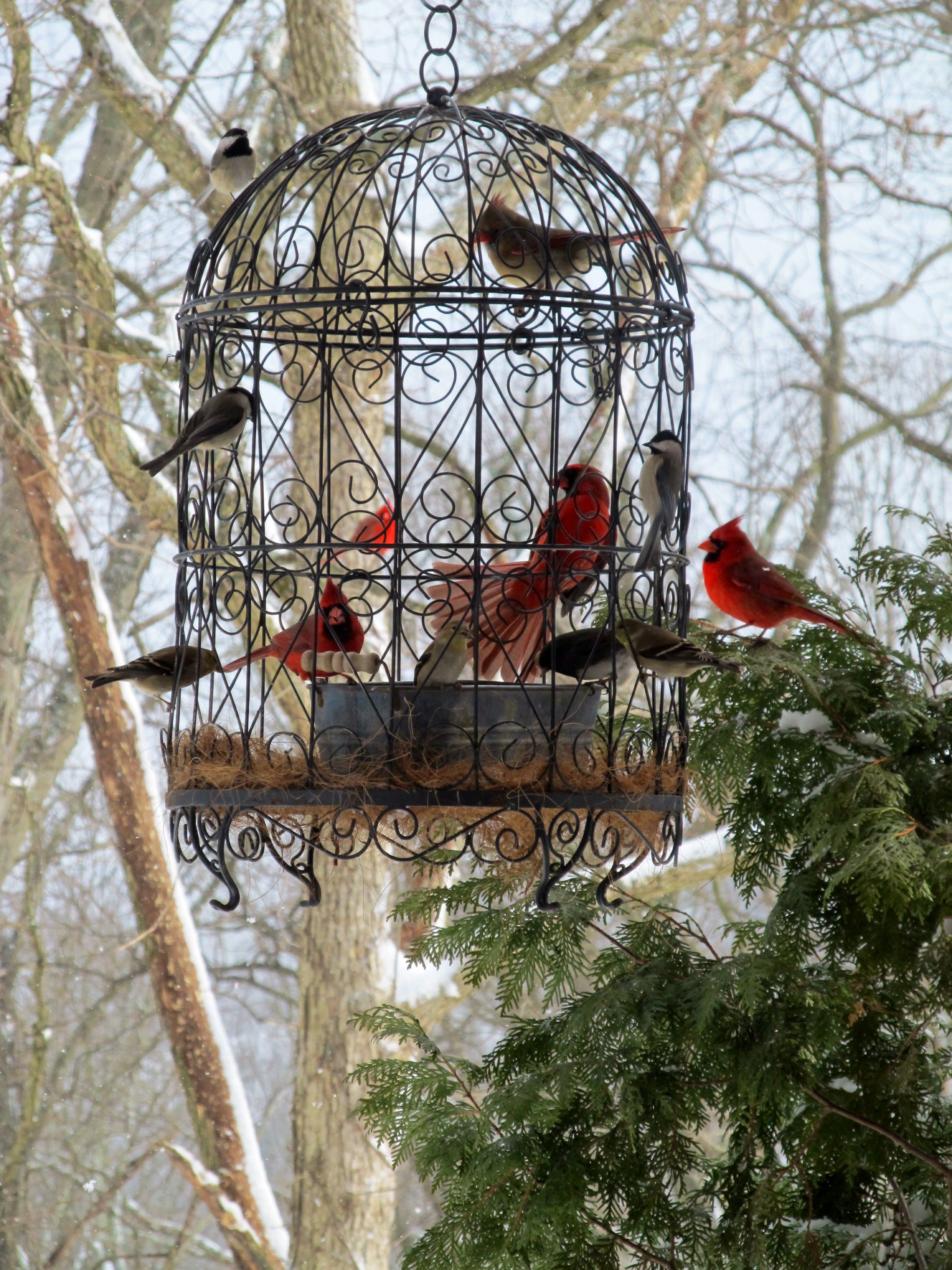 Love our beautiful cardinals! What a beautiful bird feeding station ...