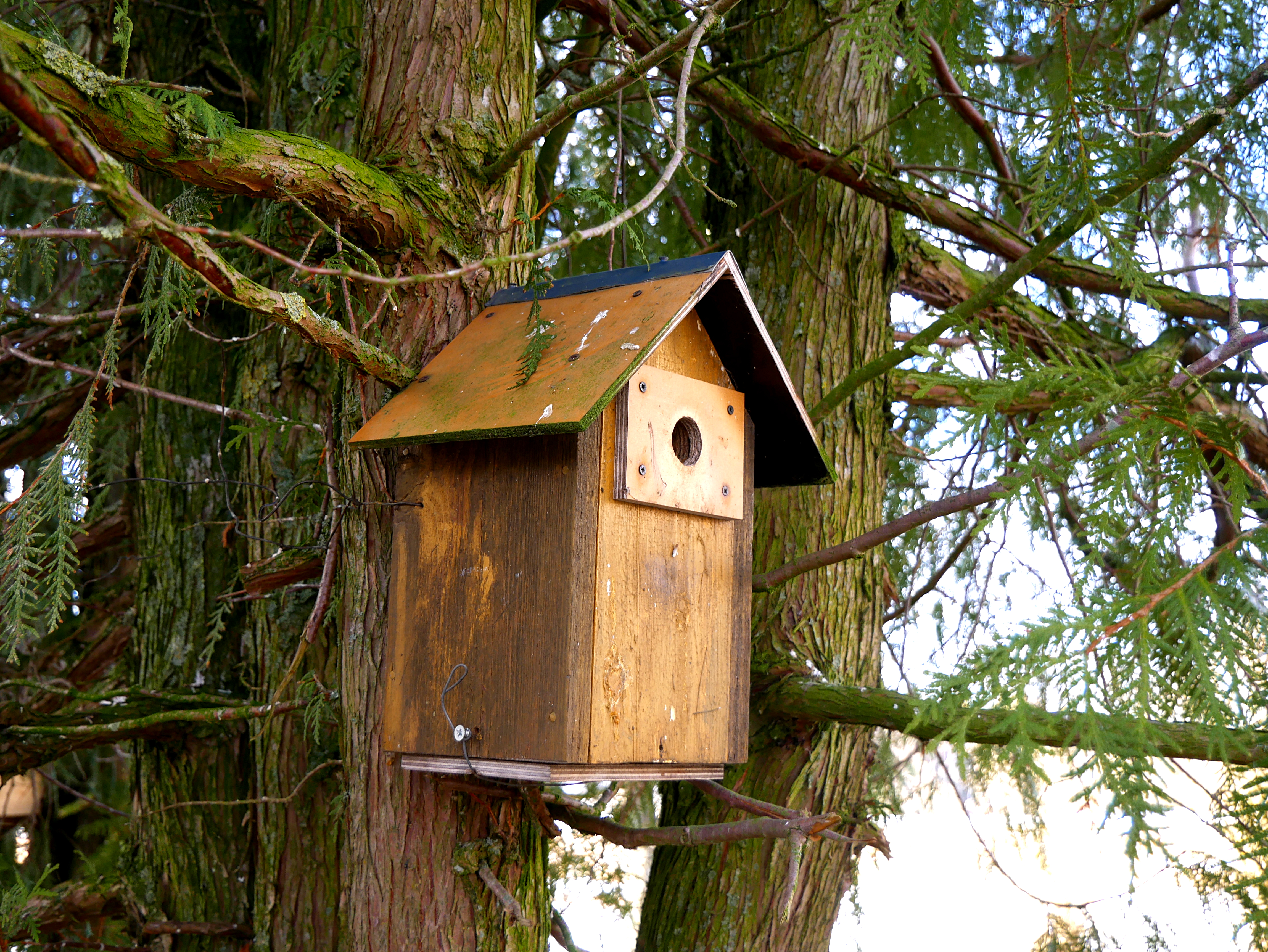 File:Birdhouse in thuja tree.jpg - Wikimedia Commons
