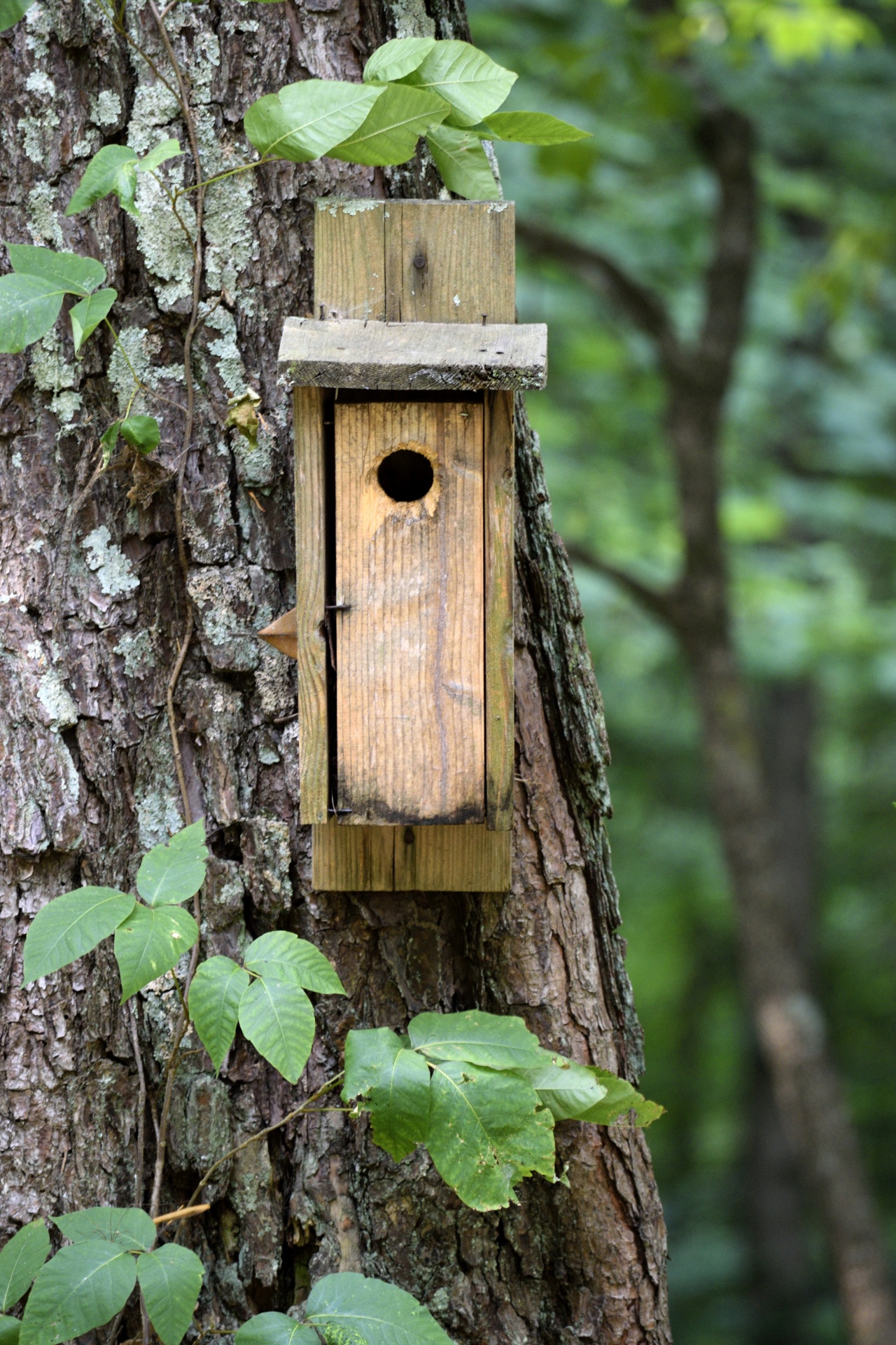 Bird House On Tree Free Stock Photo - Public Domain Pictures