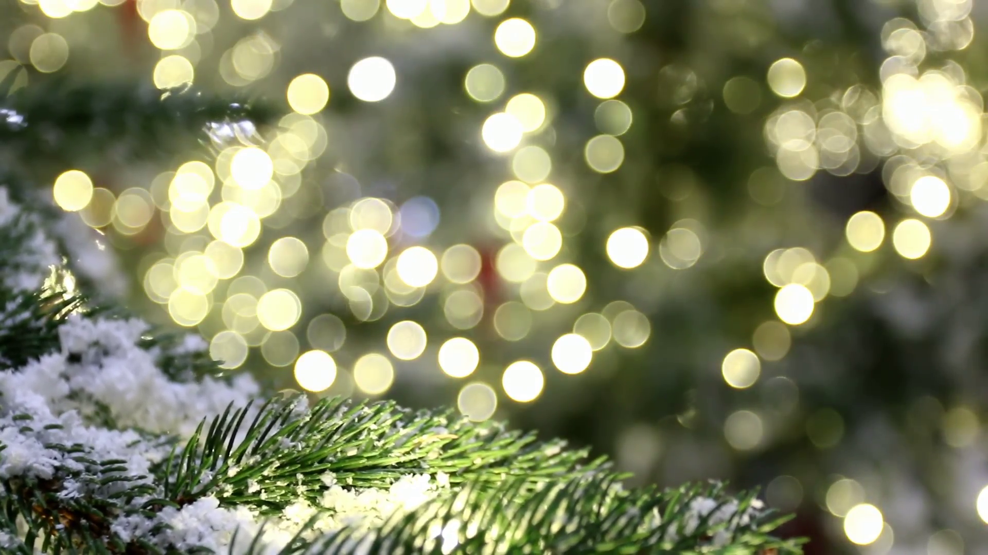 Christmas tree branch, bokeh background Stock Video Footage ...