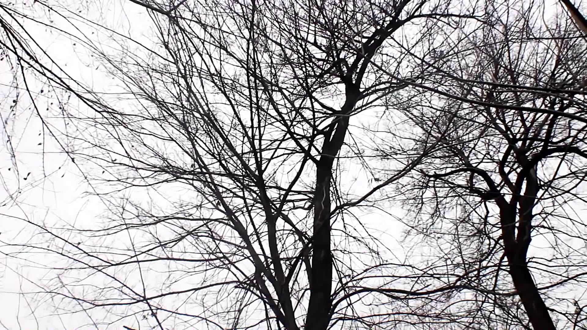 Tree branches 2 - Free HD stock footage - YouTube