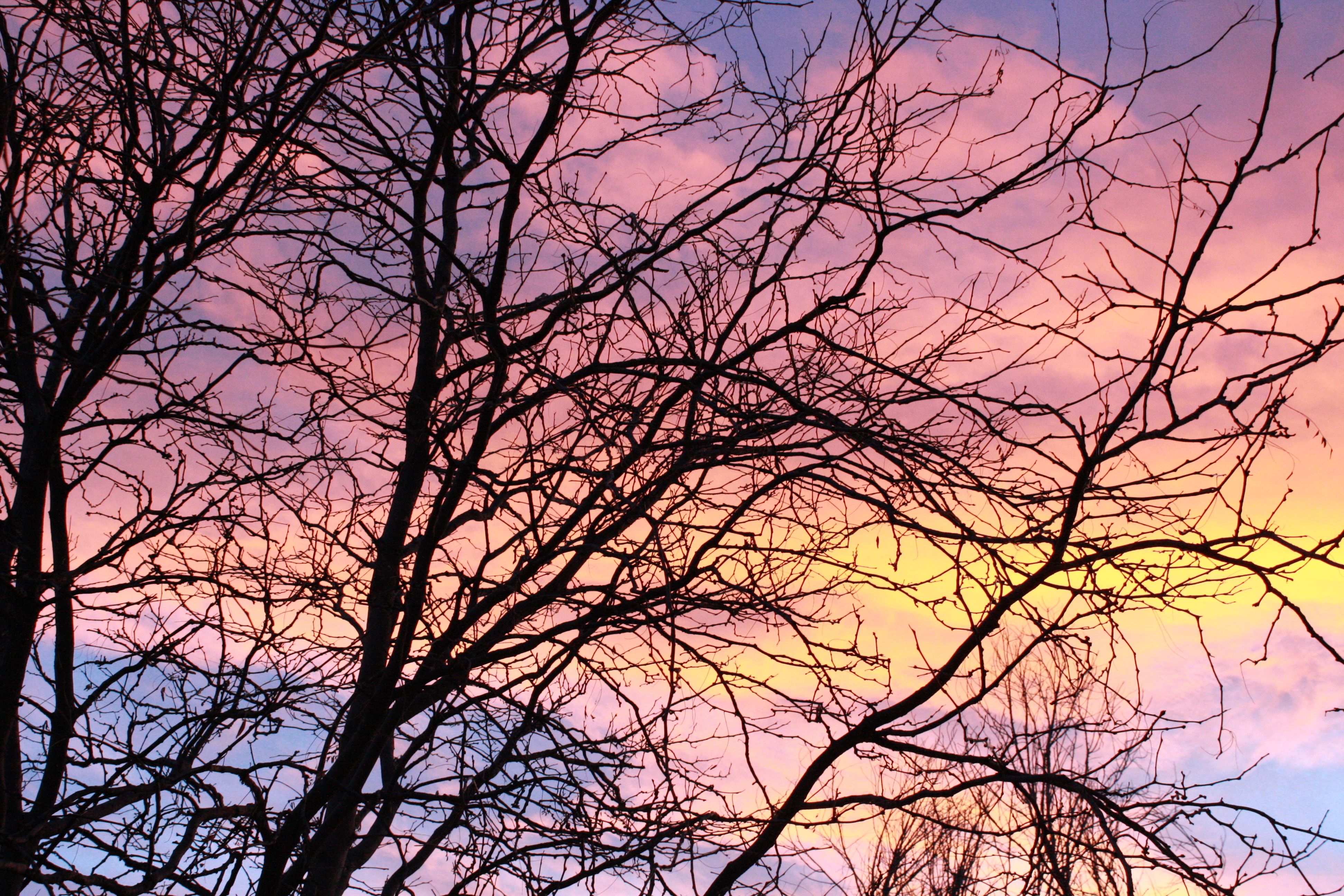 Pastel Sunset Through Tree Branches Picture | Free Photograph ...