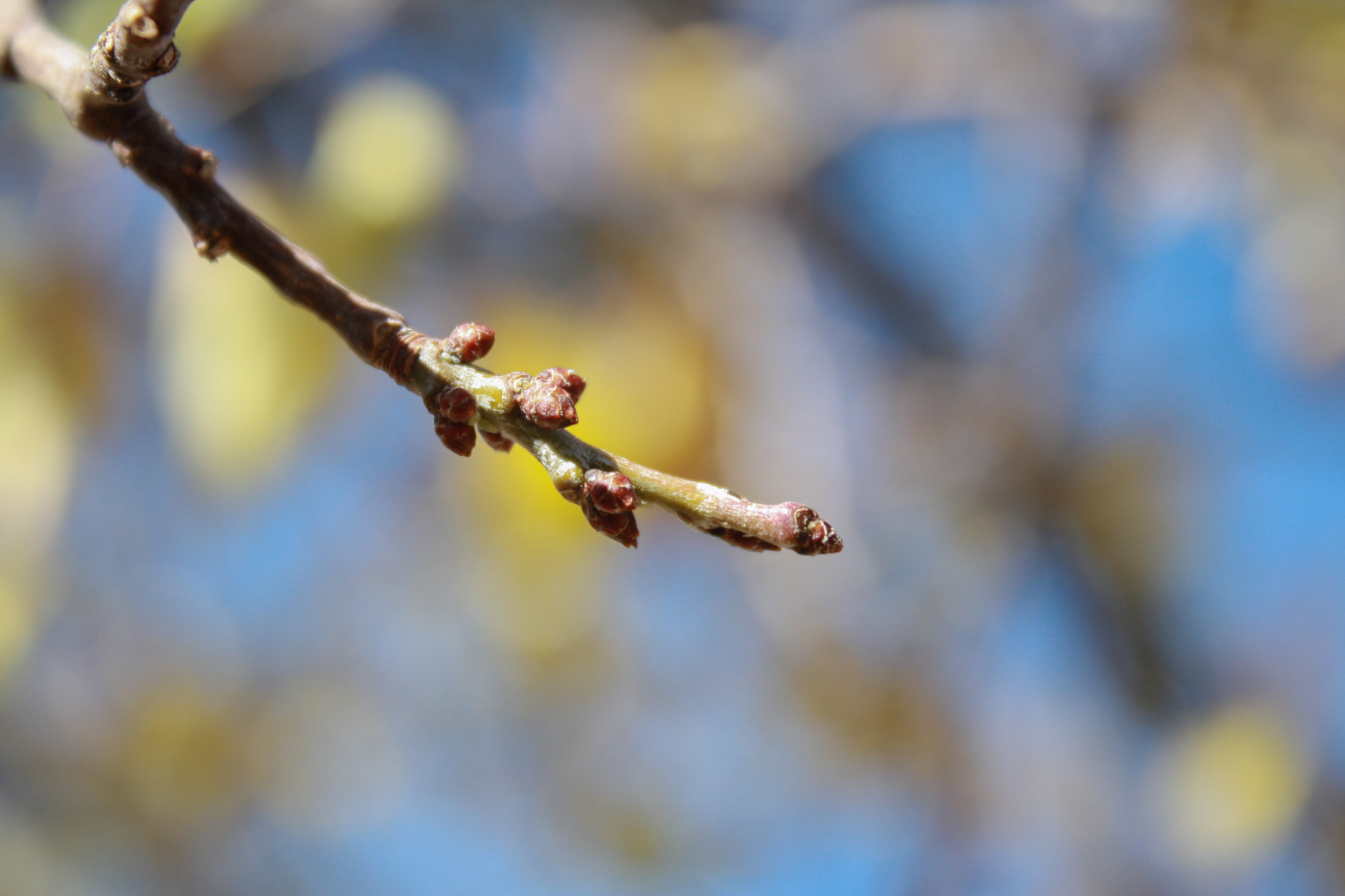 What's That?” Wednesday: Fall Tree Buds