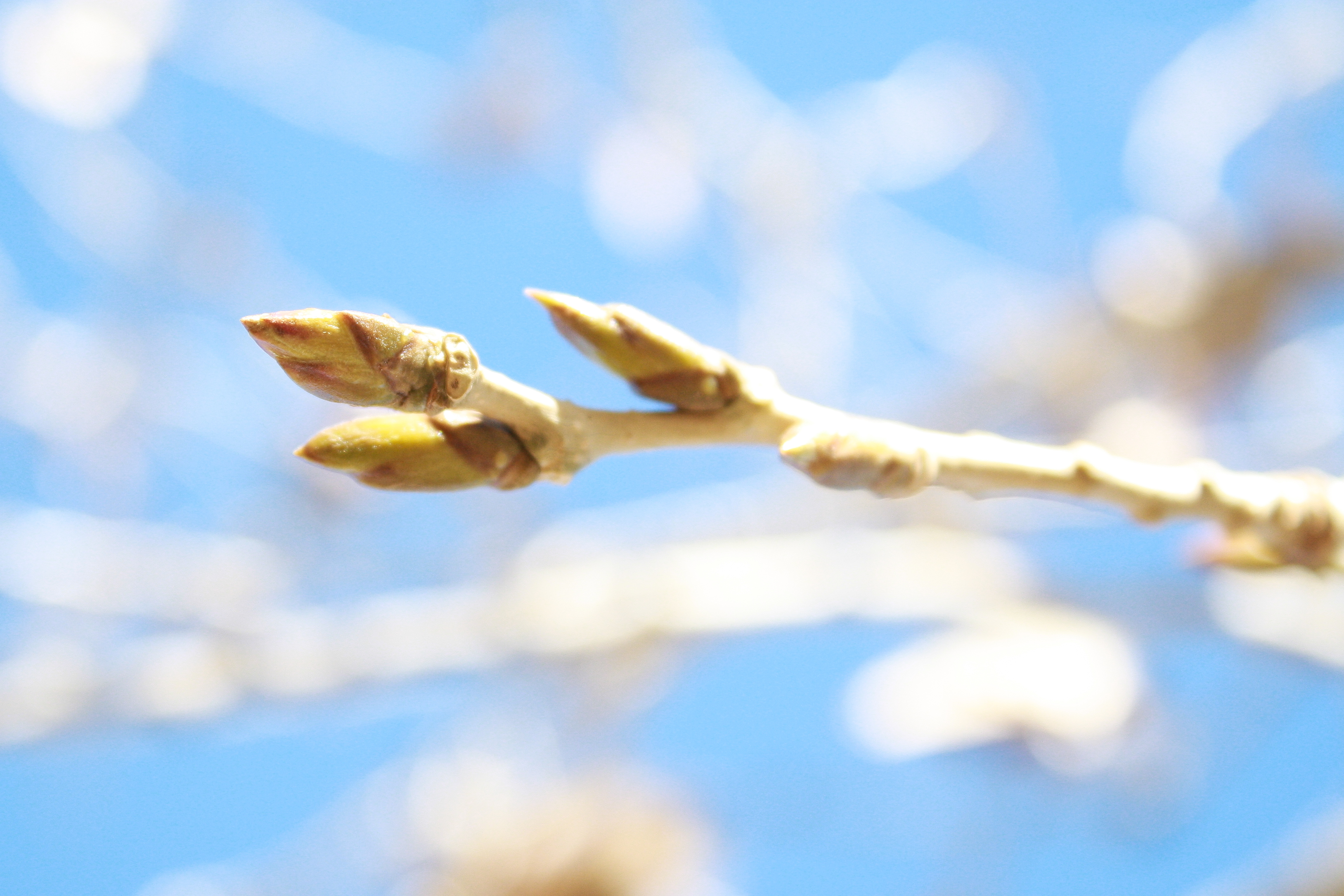 nature school project- tree buds - Sparkle Stories