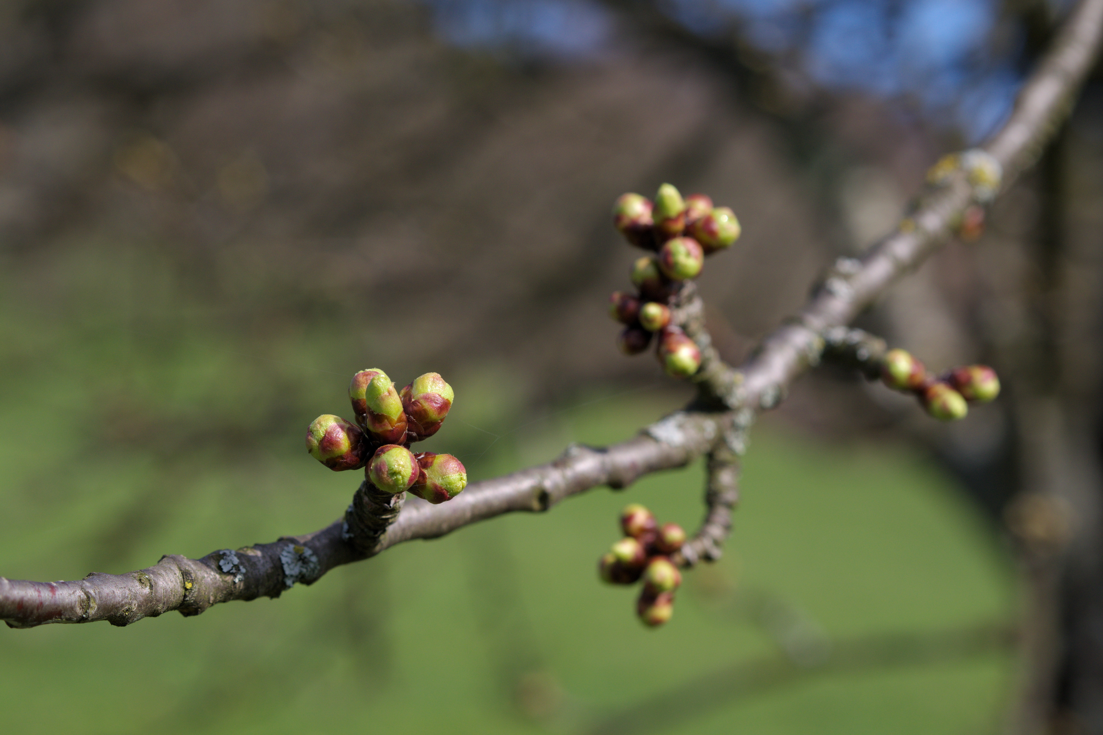 File:Apple-tree-buds.jpg - Wikimedia Commons