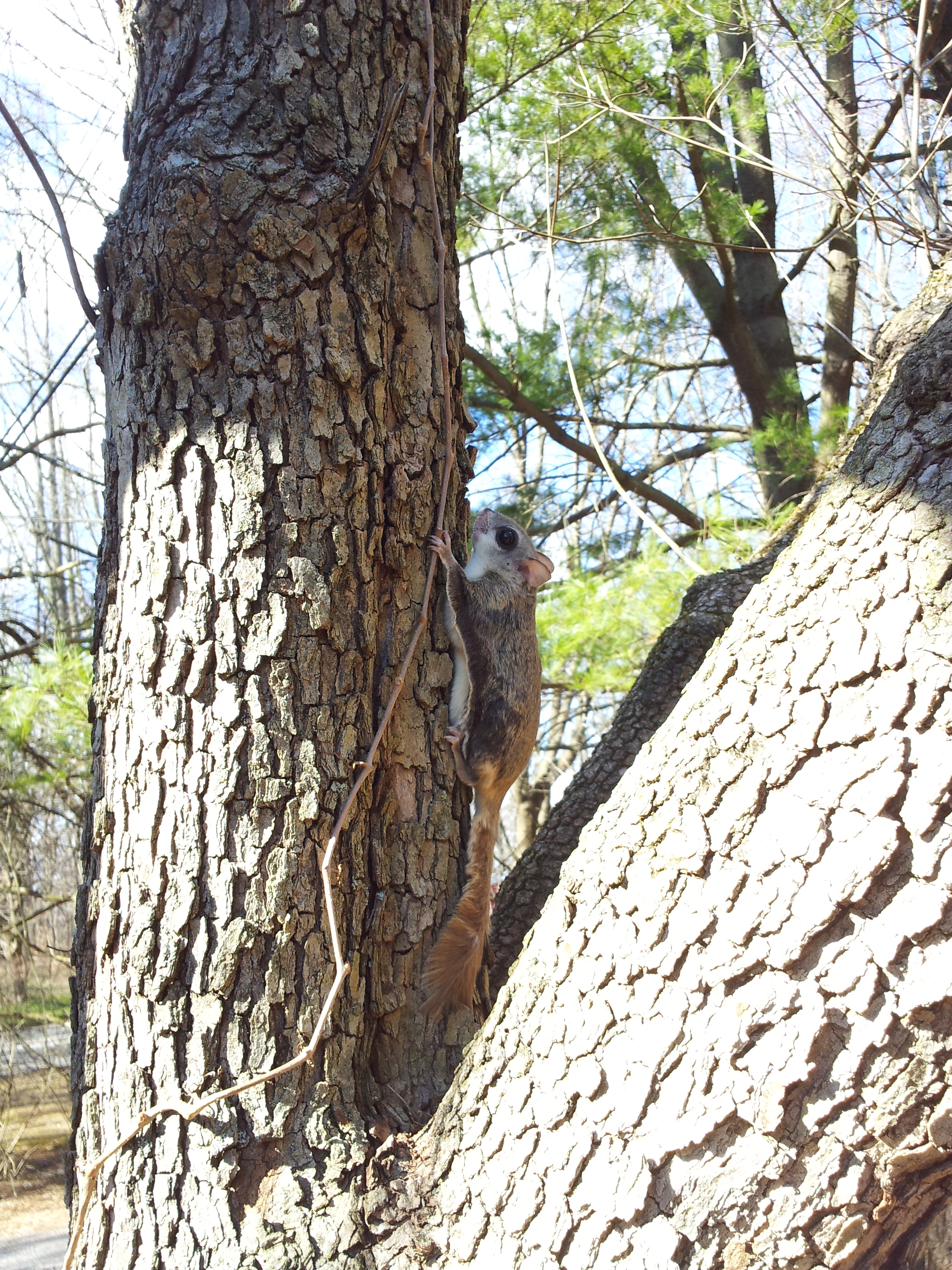 File:Southern flying squirrel on tree closeup 2.jpg - Wikimedia Commons