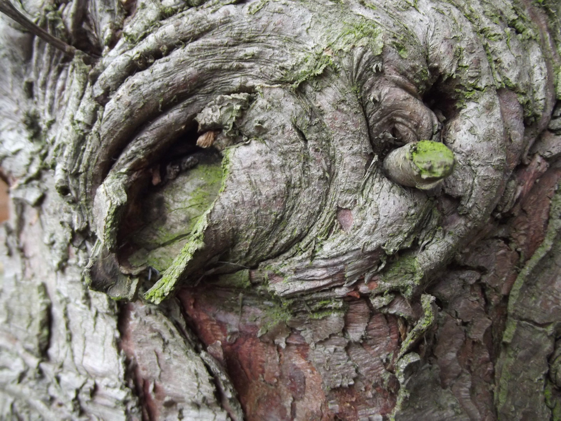 Close Up Tree Trunk Free Stock Photo - Public Domain Pictures