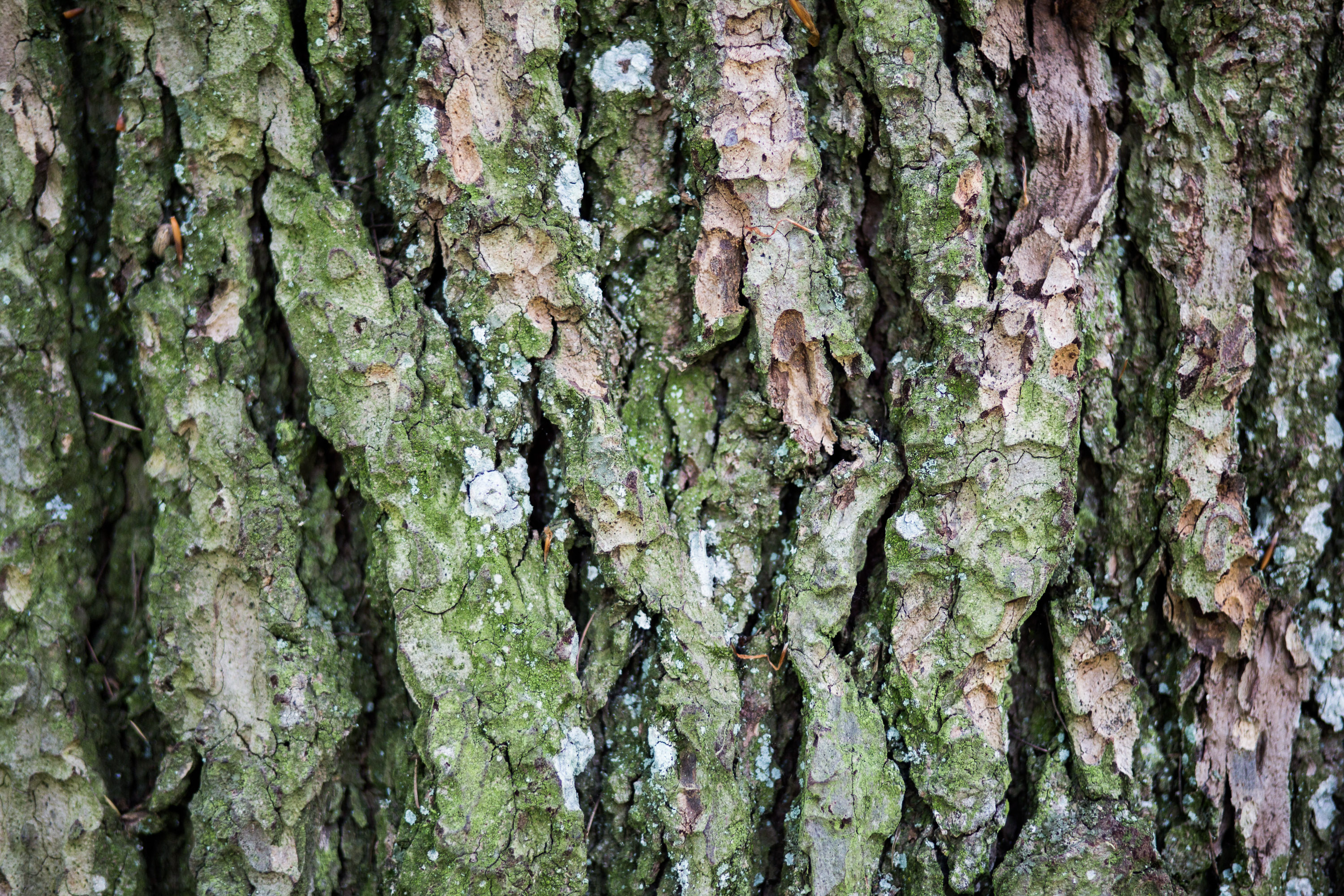Closeup Bark Tree Forest Free Stock Photo - NegativeSpace