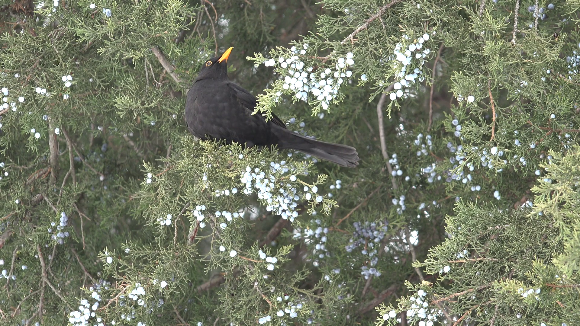 4K Blackbird in Wood Tree, Closeup Eating Black Bird on Branch ...