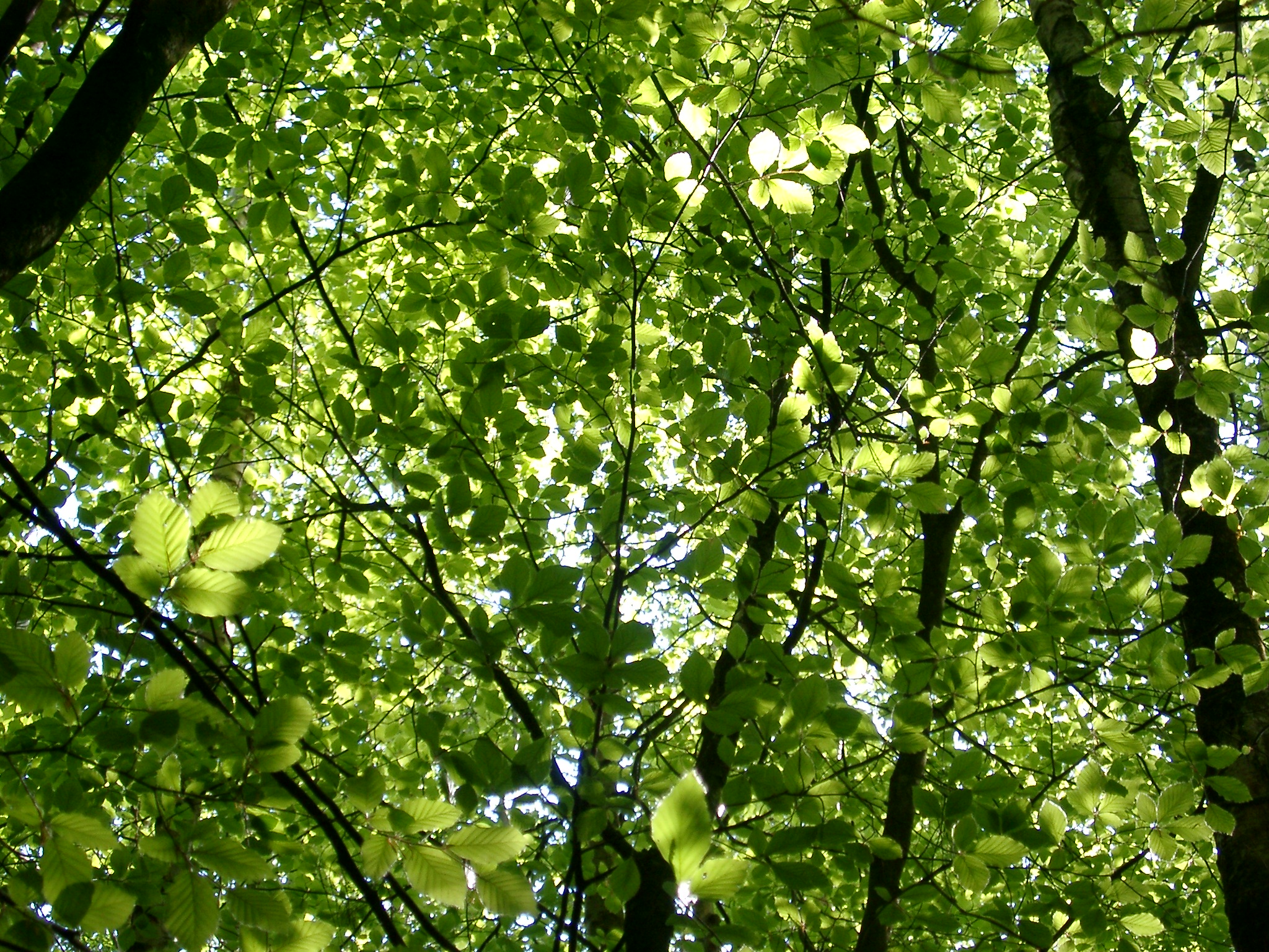 Free Stock photo of green leaf canopy | Photoeverywhere