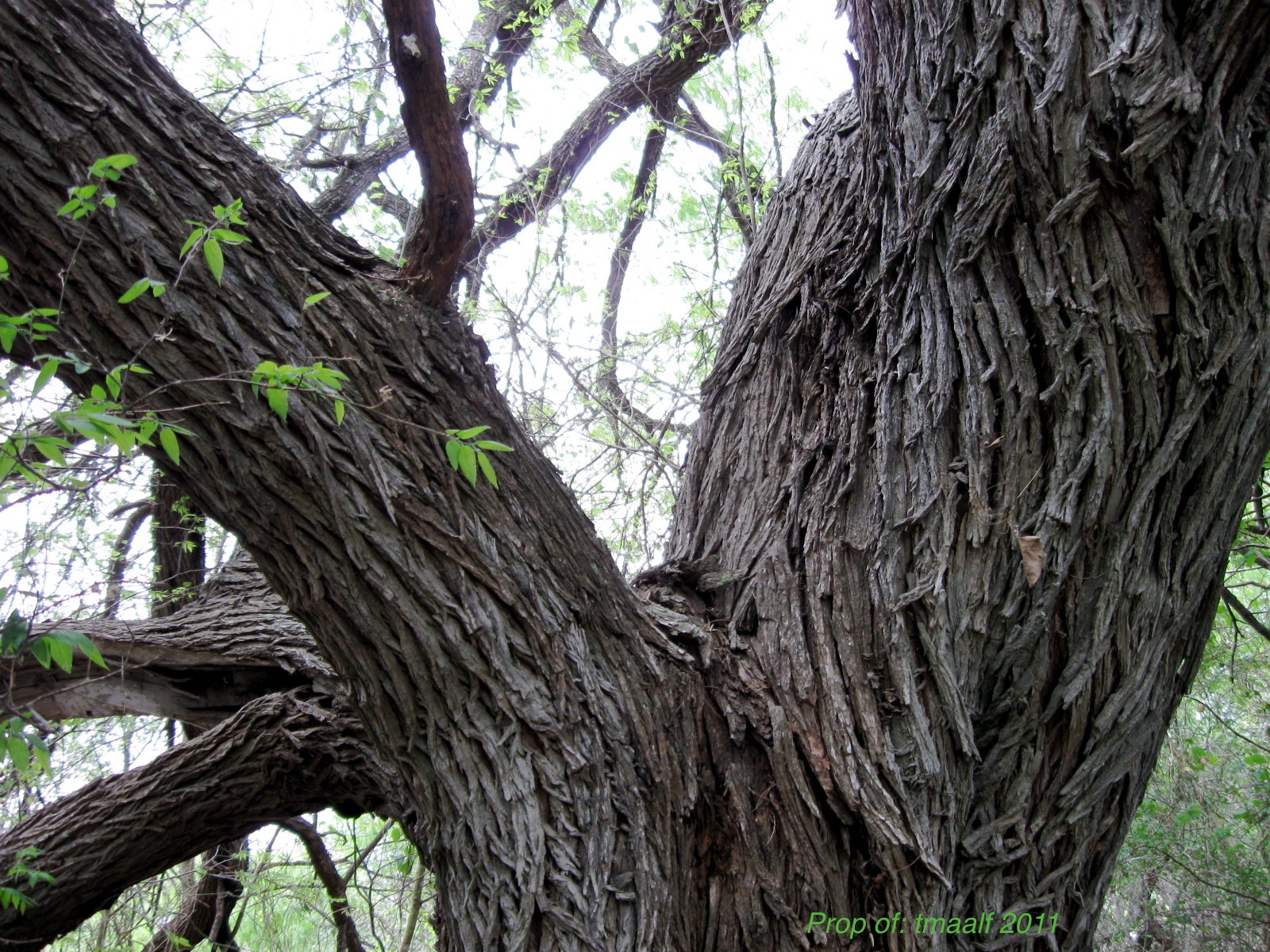 Two Men and a Little Farm: OLD MESQUITE TREE CLOSEUP