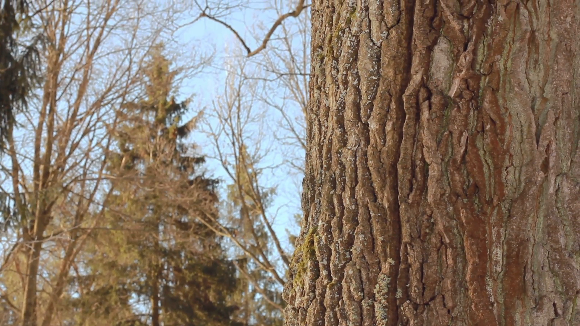 Tall tree with big tree trunk Stock Video Footage - Videoblocks