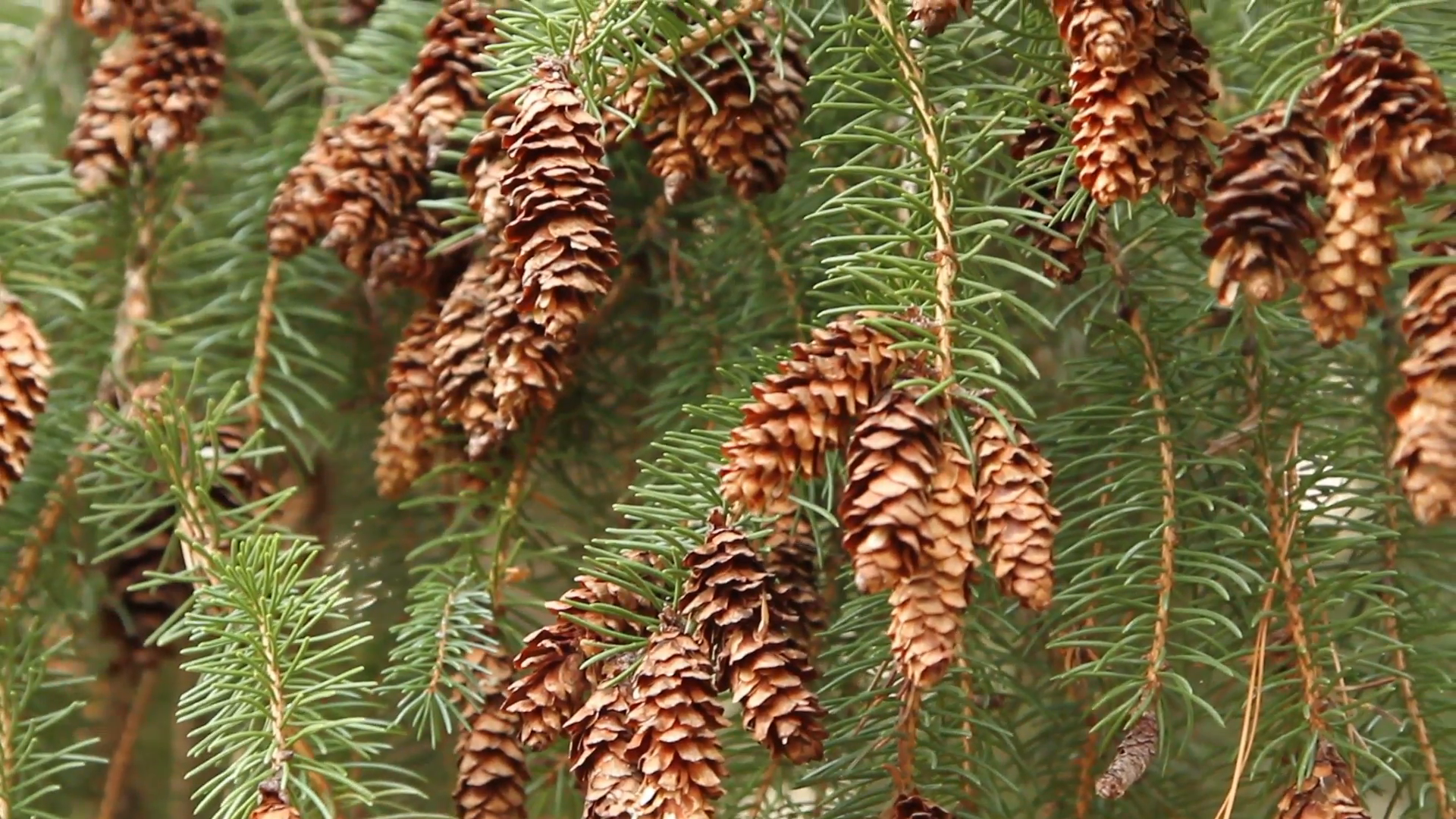 Small pine cones hanging from branches of a Conifer tree Stock Video ...