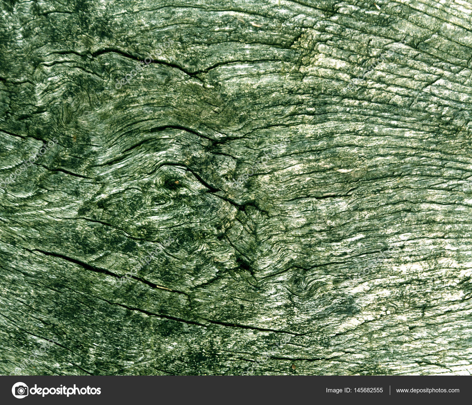 Old green toned tree cut texture. — Stock Photo © pavelalexeev ...