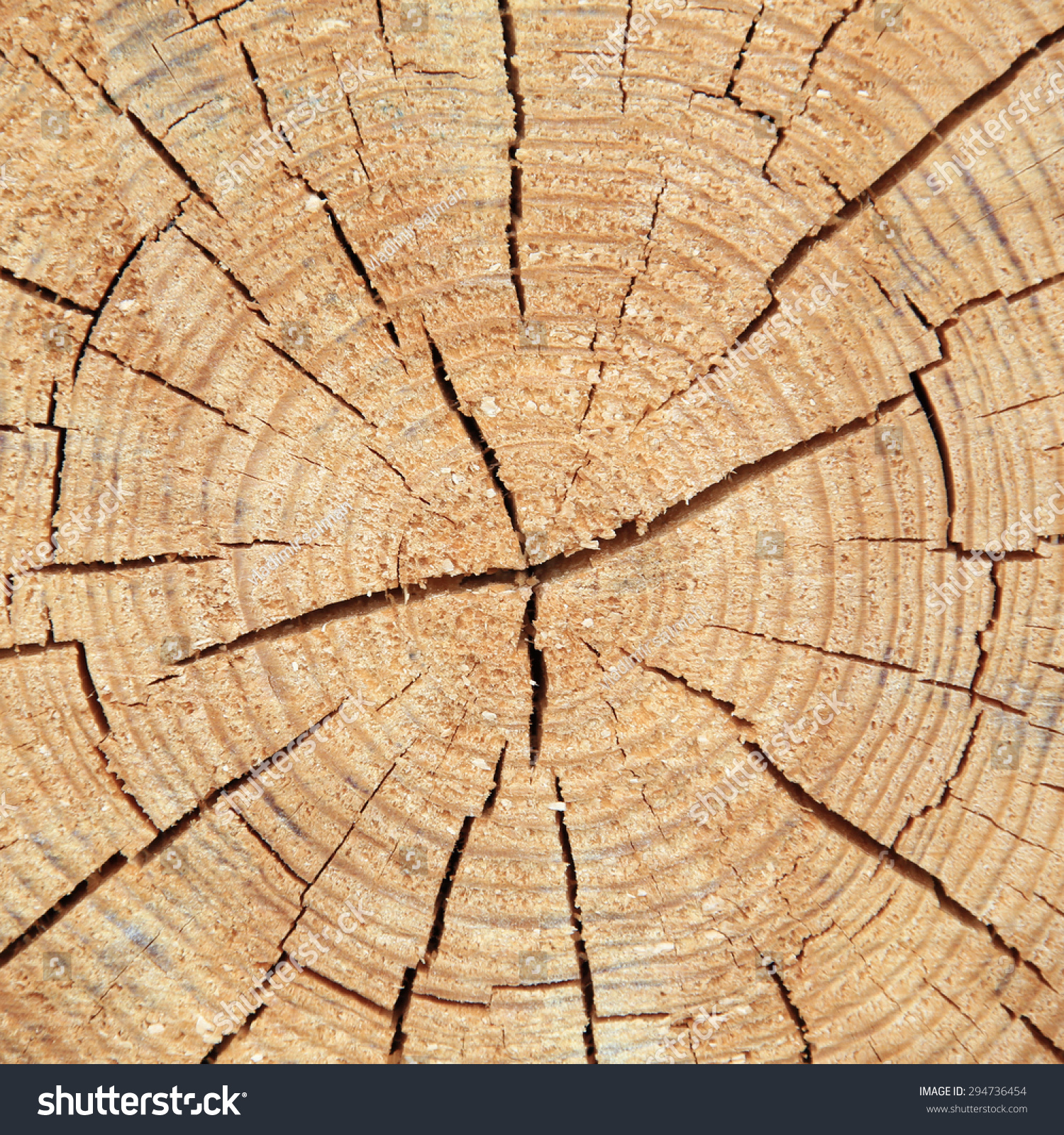 Macro Texture Tree Cut Radial Cracks Stock Photo 294736454 ...
