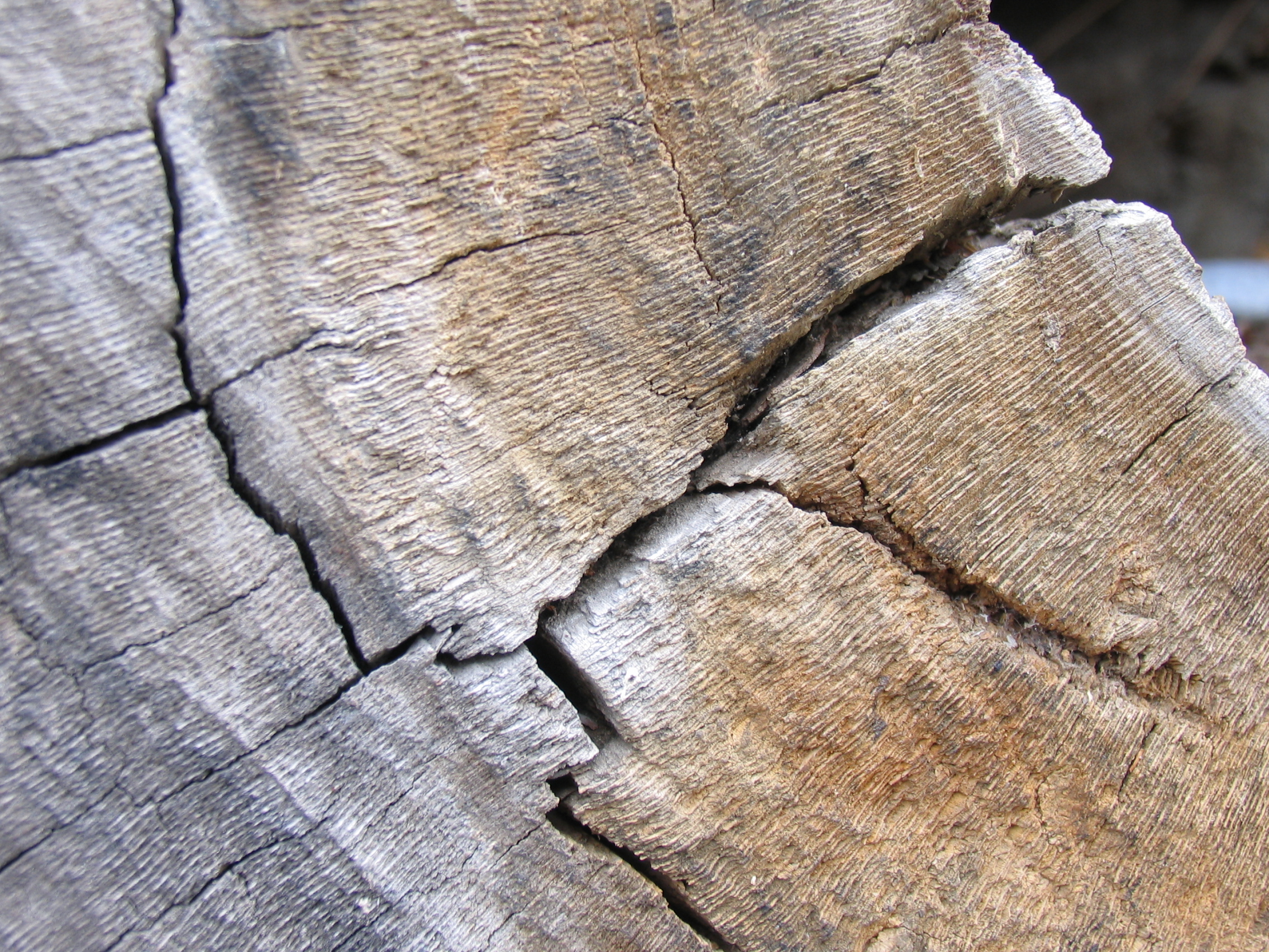 Tree cut texture, Cracked, Cracks, Cut, Texture, HQ Photo