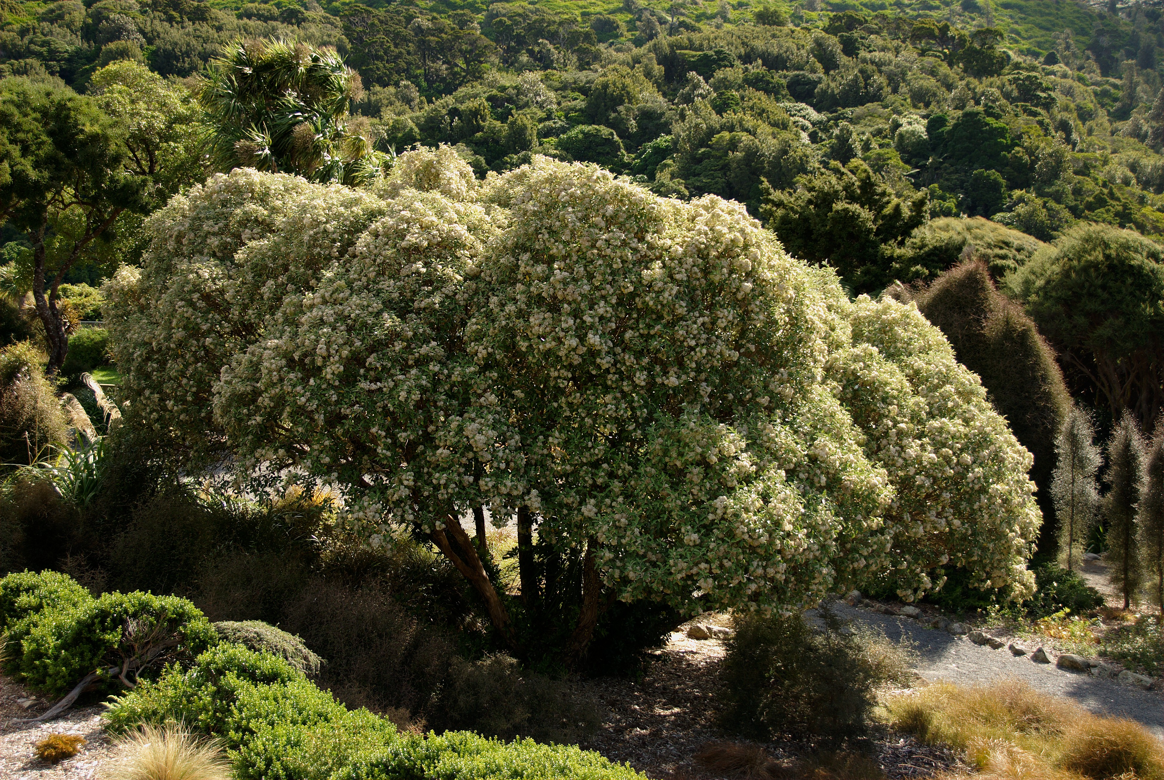 File:Tree Daisy - Olearia lyalli.jpg - Wikimedia Commons