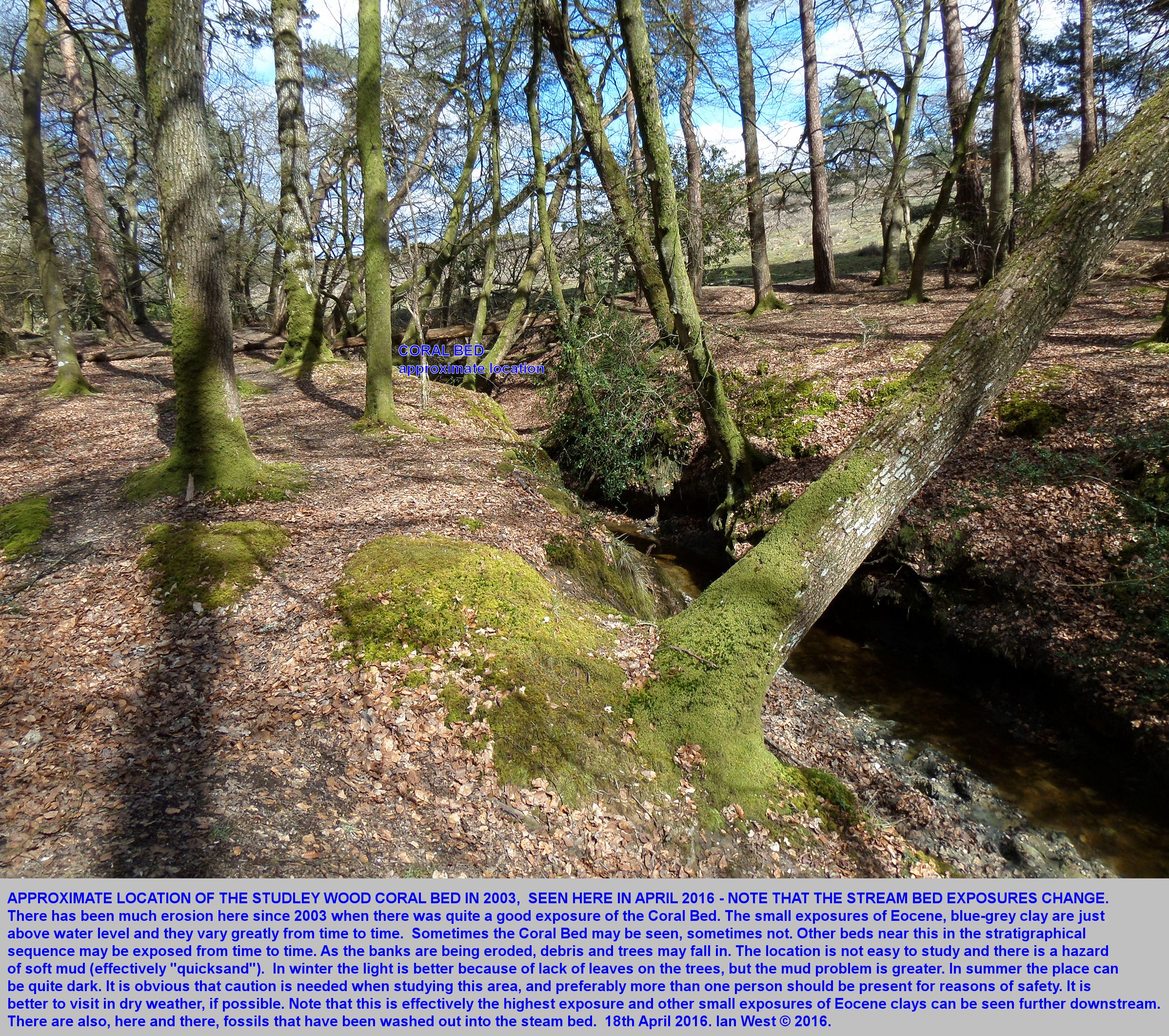 Geology of Studley Wood and the Latchmore Brook, the New Forest ...