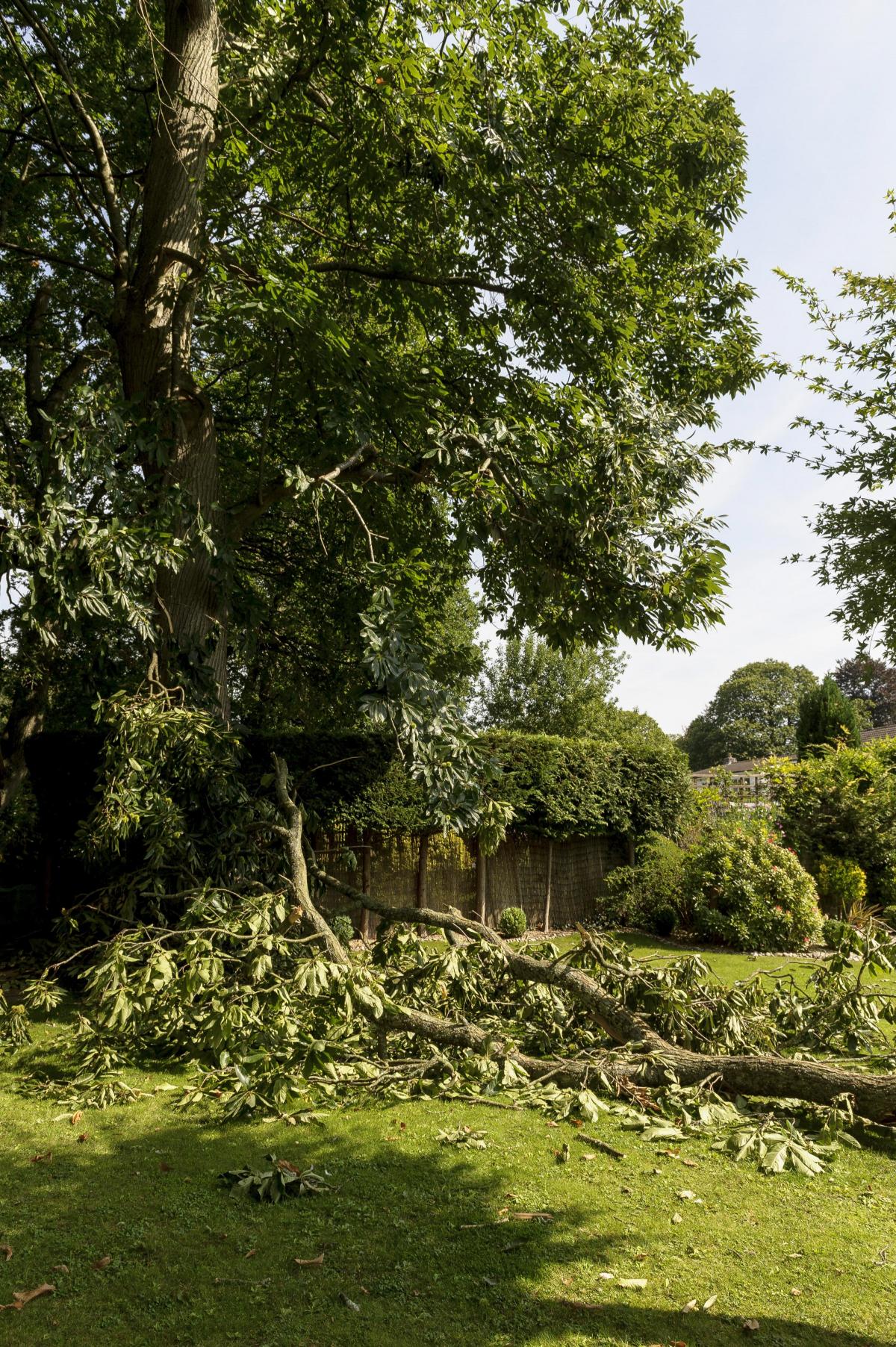 Huge tree branch falls and nearly crushes man | Daily Echo