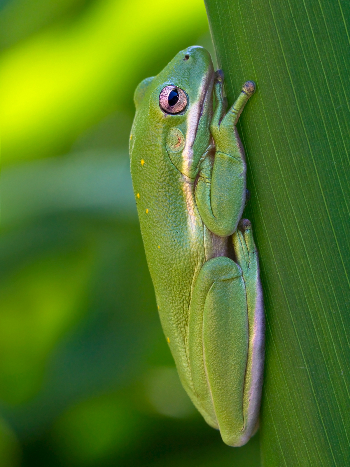 Green Tree Frog Facts