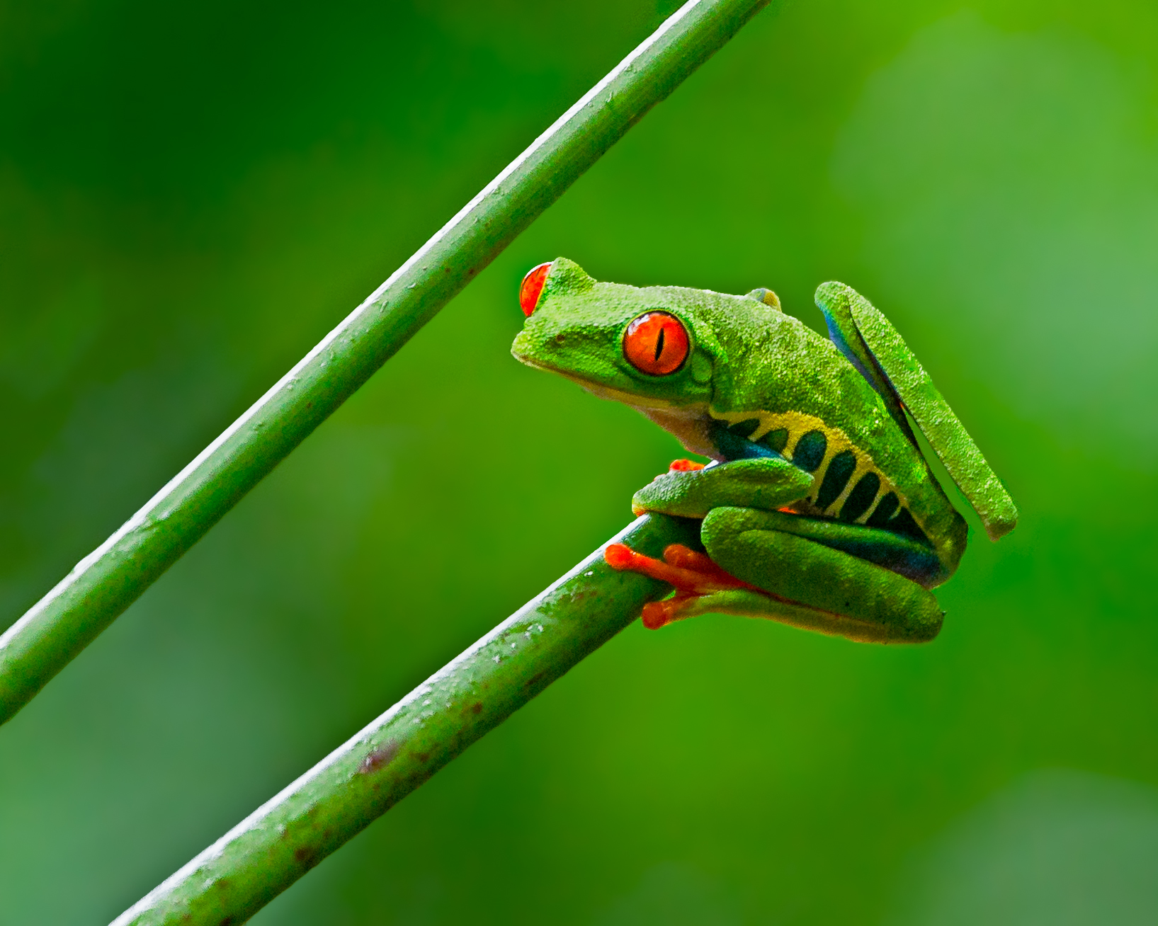 File:Red-eyed Tree Frog (16521683303).jpg - Wikimedia Commons