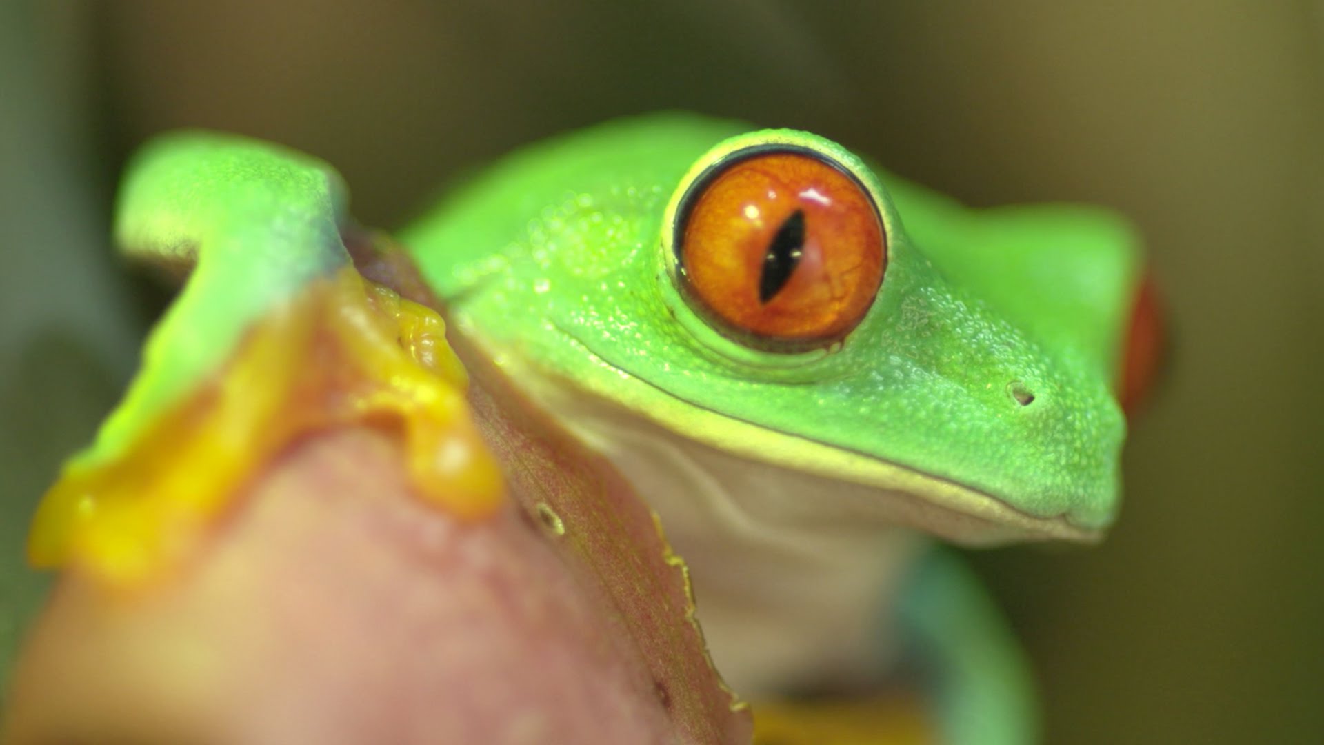 The Mystery of the Red-Eyed Tree Frog - YouTube