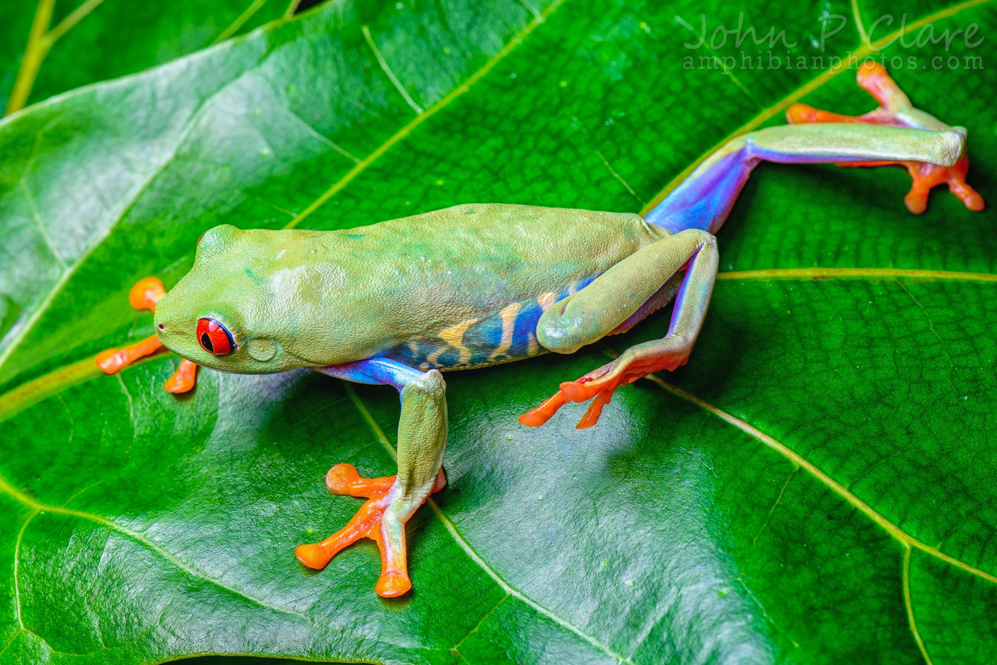 Agalychnis callidryas (Red-Eyed Tree Frog) ~ Adult female ...