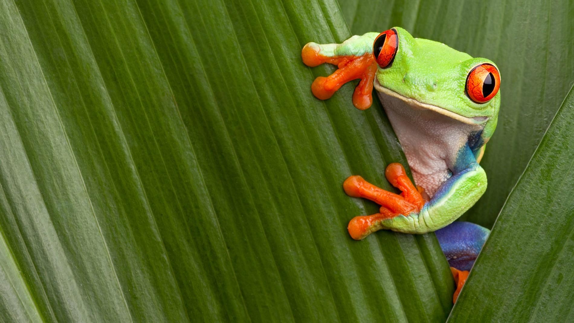 Red-Eyed Tree Frog Facts and Pictures -- National Geographic Kids