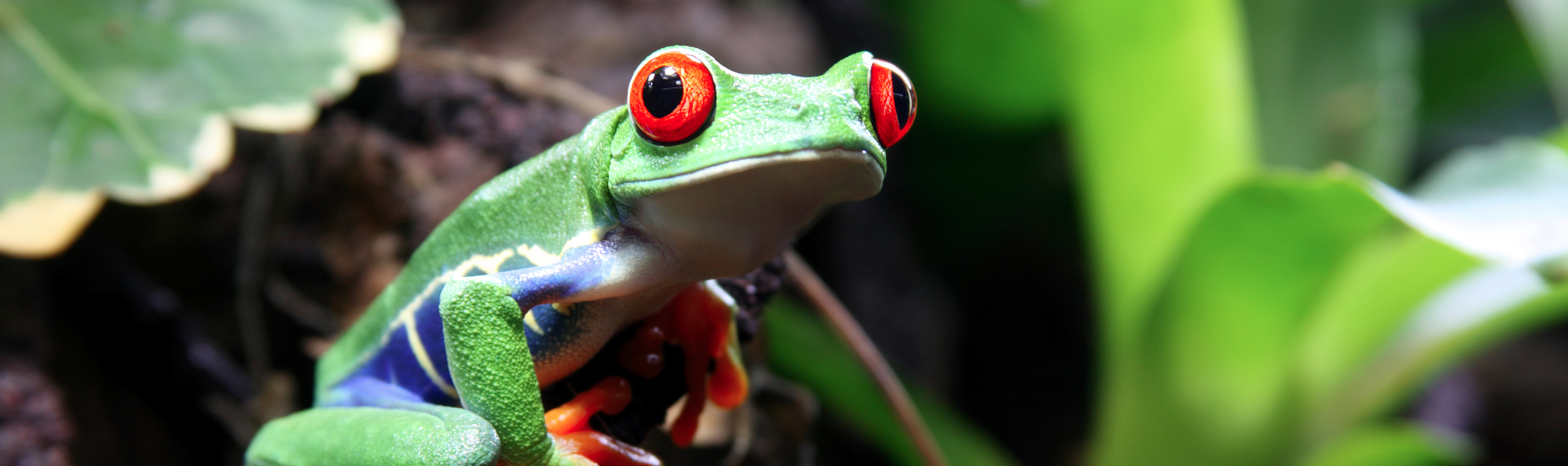 Red-Eyed Tree Frog (Agalychnis callidryas) | Rainforest Alliance