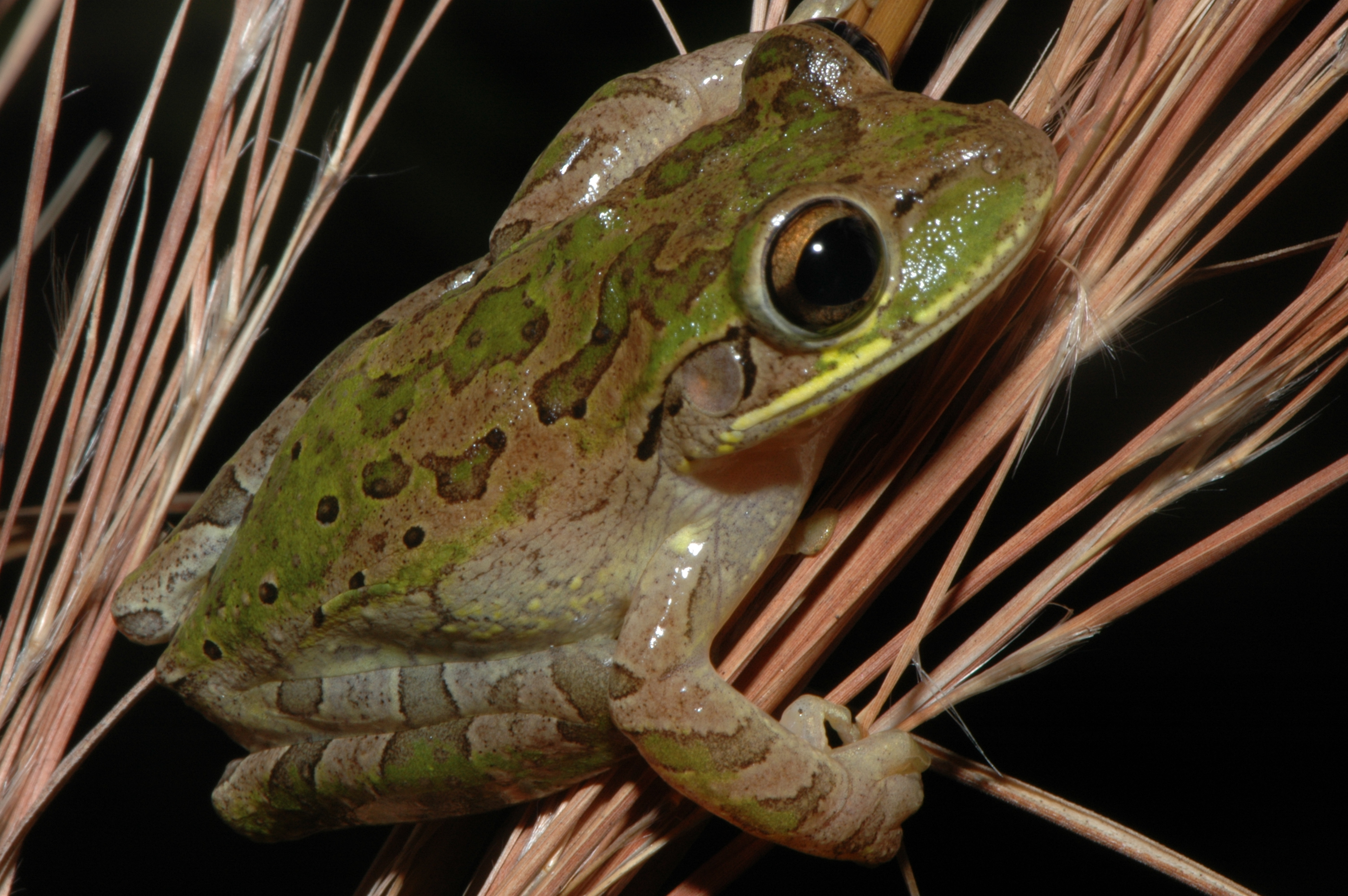 Cuban Treefrog - Everglades CISMA