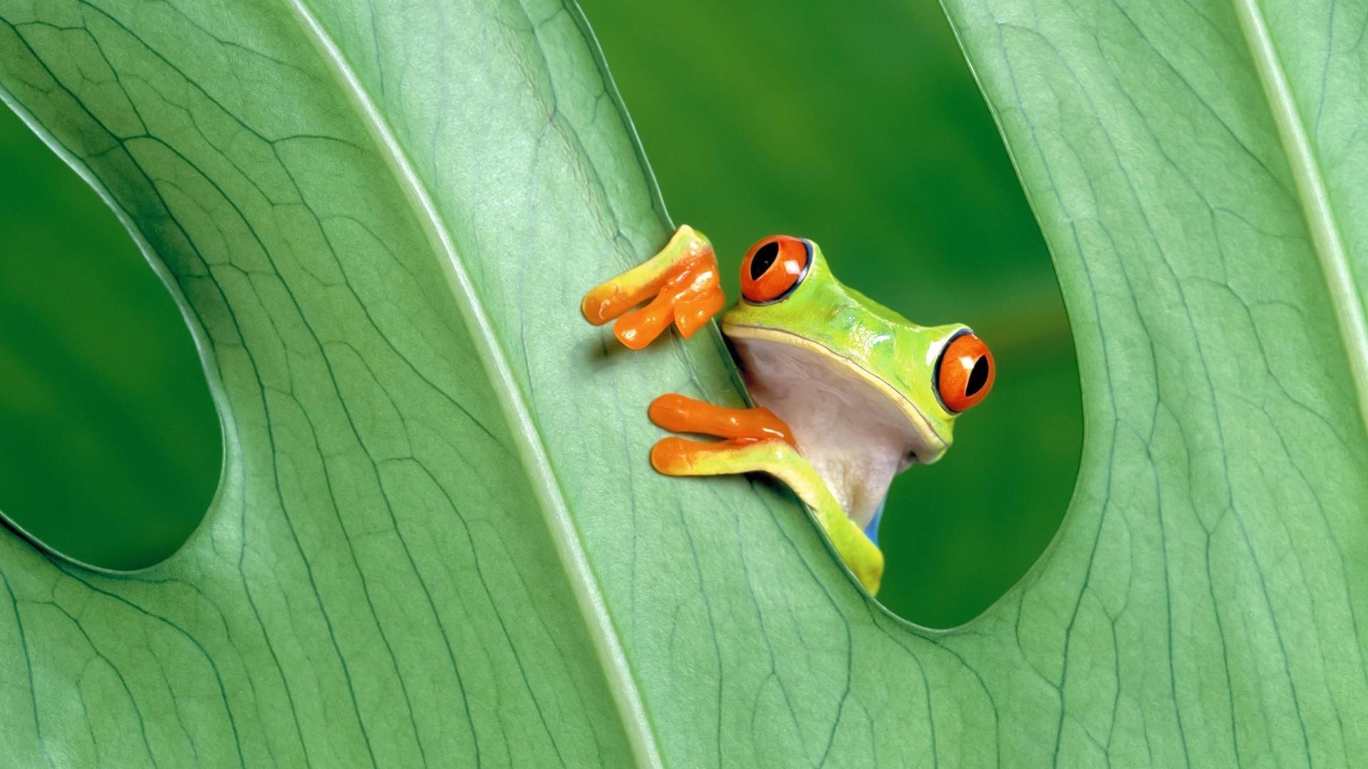 Nature leaves frogs red-eyed tree frog wallpaper | (69684)