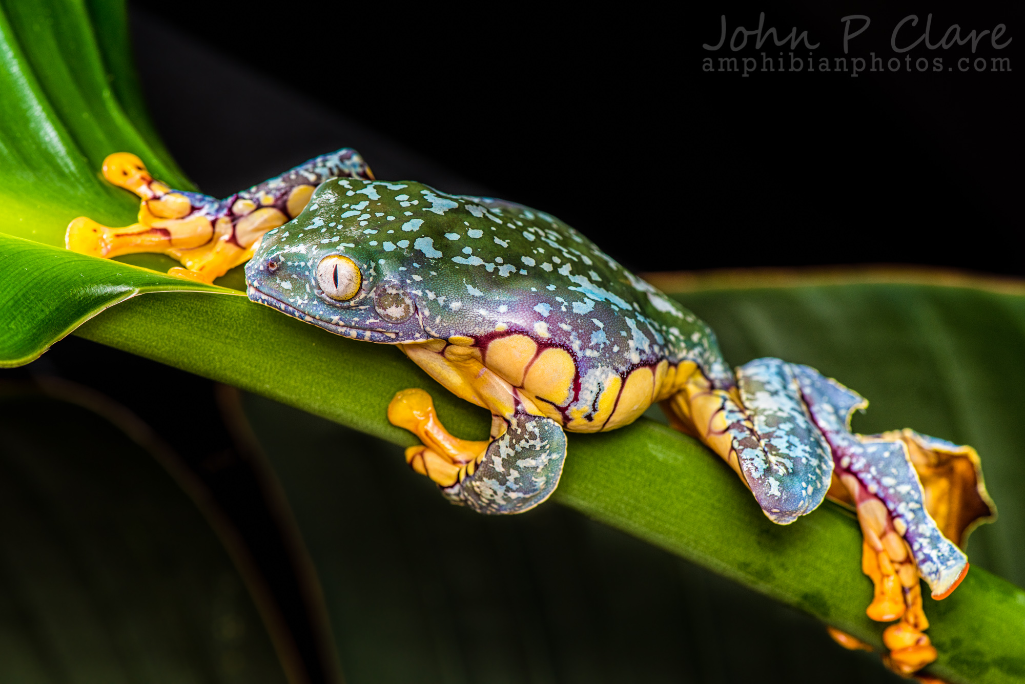 Tree Frogs – Rainforest Junky's