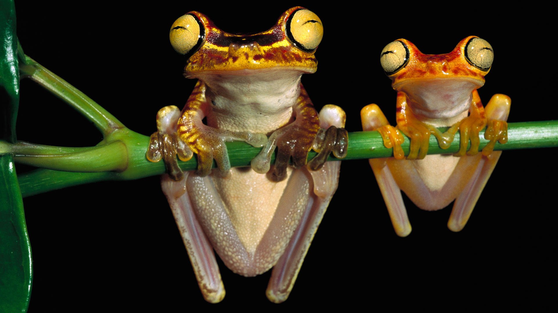 Tree Frogs images bug eyed frogs HD wallpaper and background photos ...