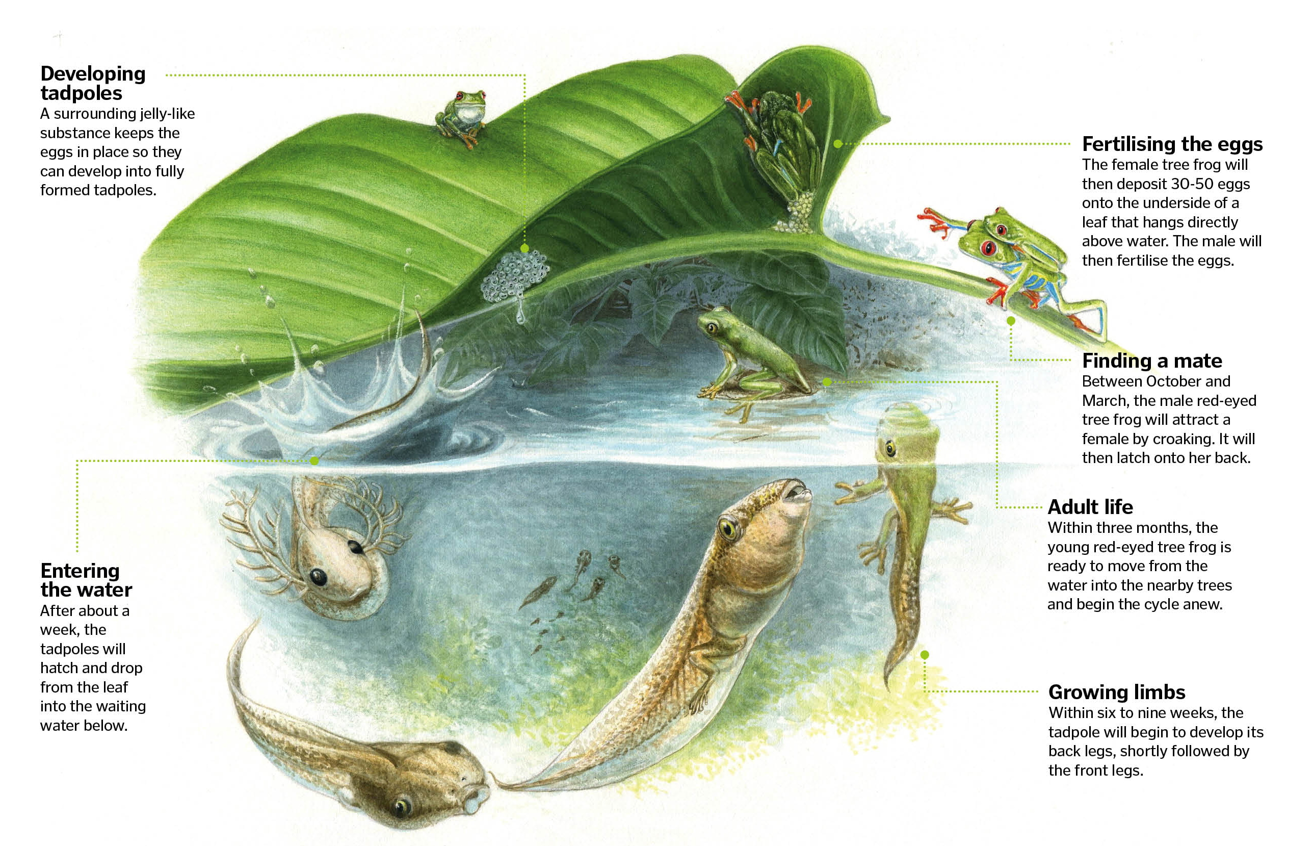 Life cycle of the Tree Frog | AnimalAnswers.co.uk - Everything you ...