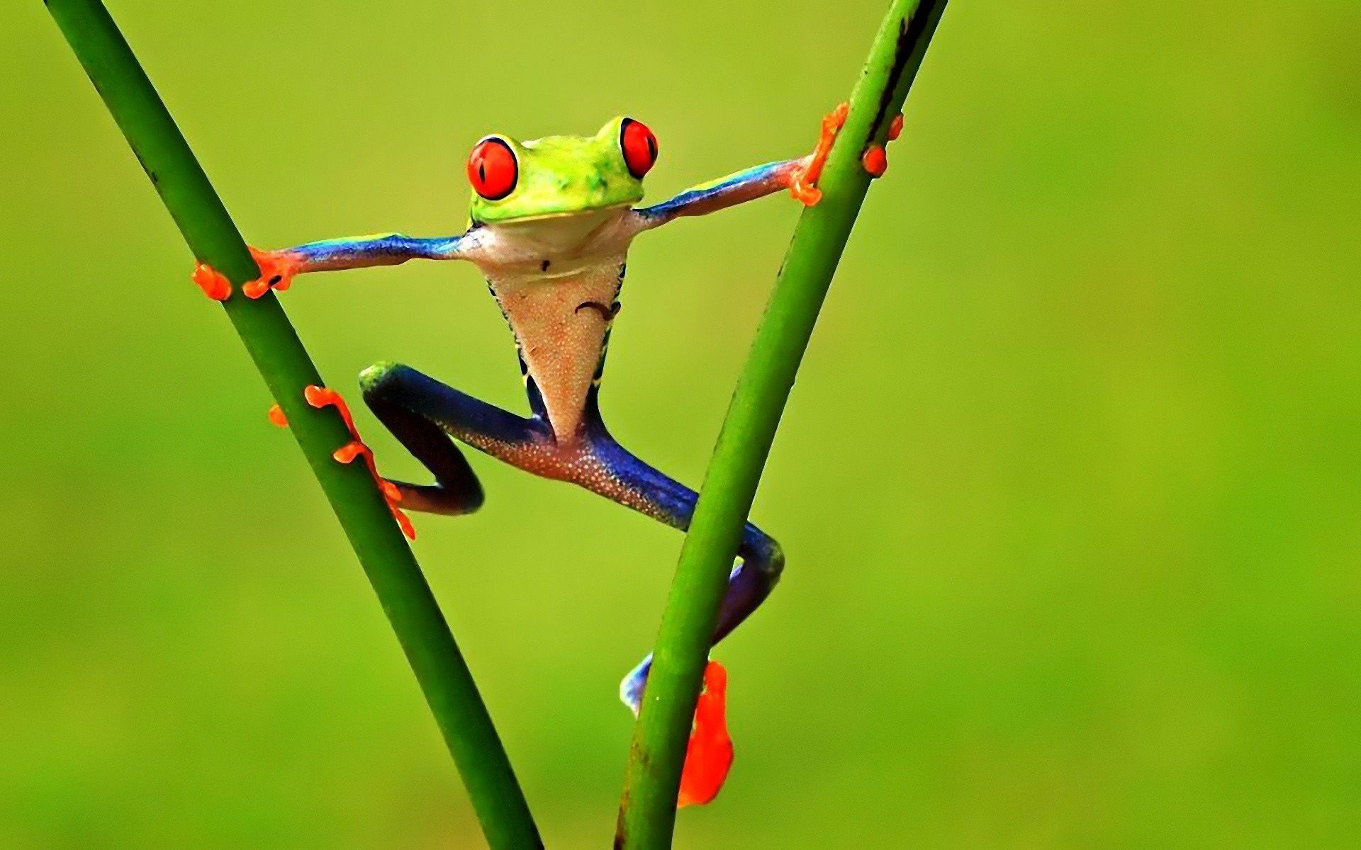Colorful Tree Frogs HD Wallpaper, Background Images
