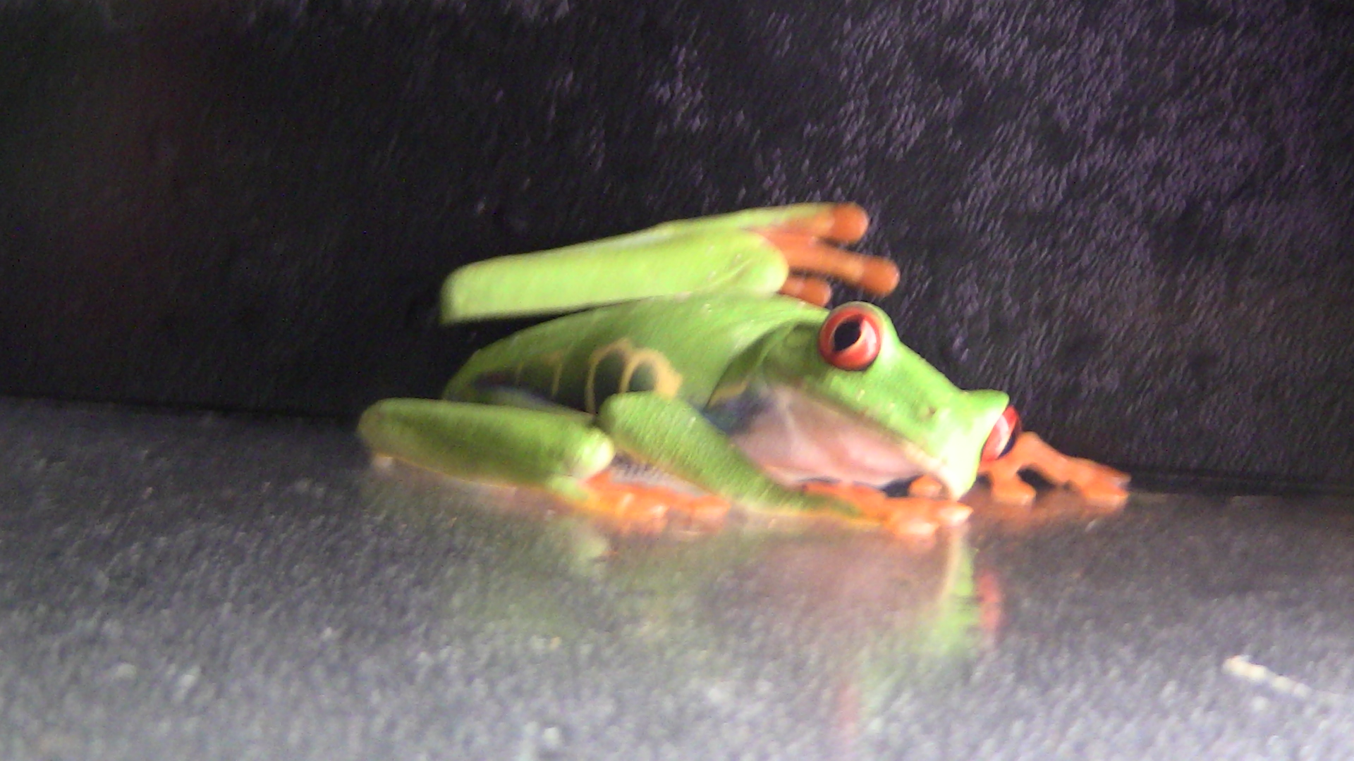 Florida Tree Frog – Wilmette Pet Center