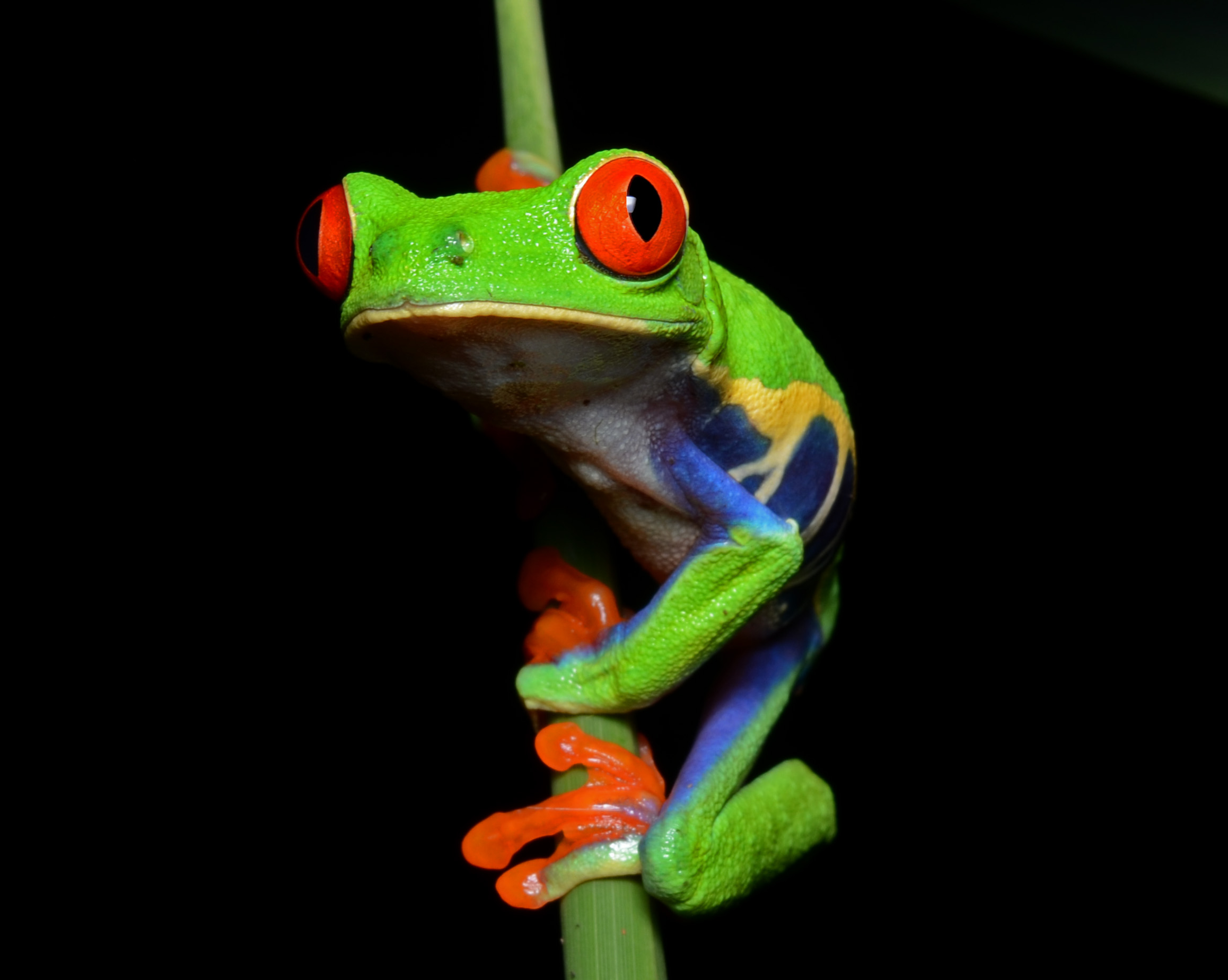 tree frog images - Google Search | Awww! I love it! | Pinterest ...