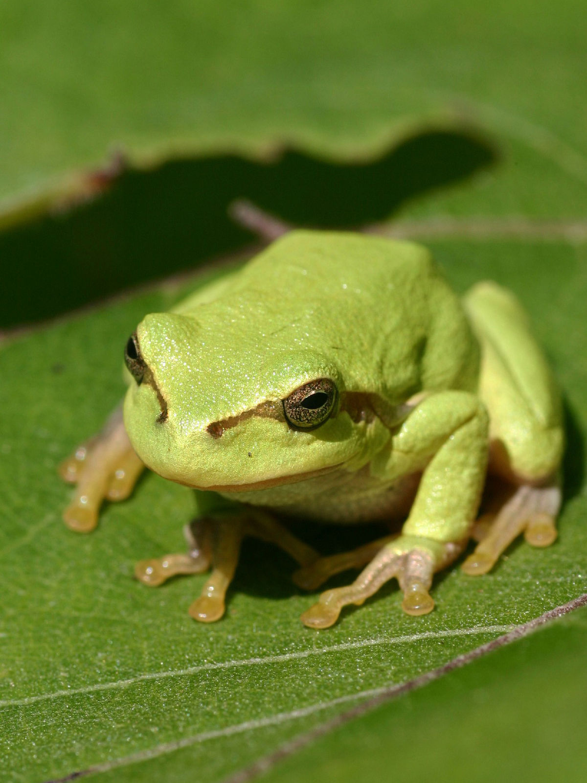 Tree frog - Wikipedia