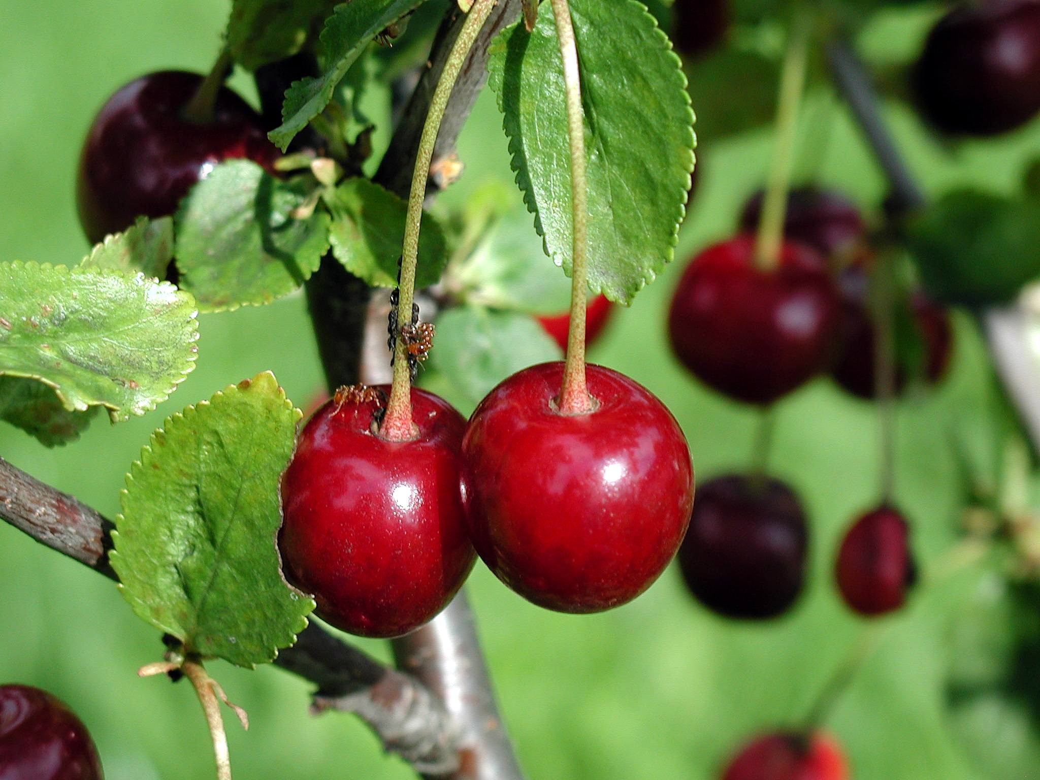 Free picture: cherry, fruit, tree
