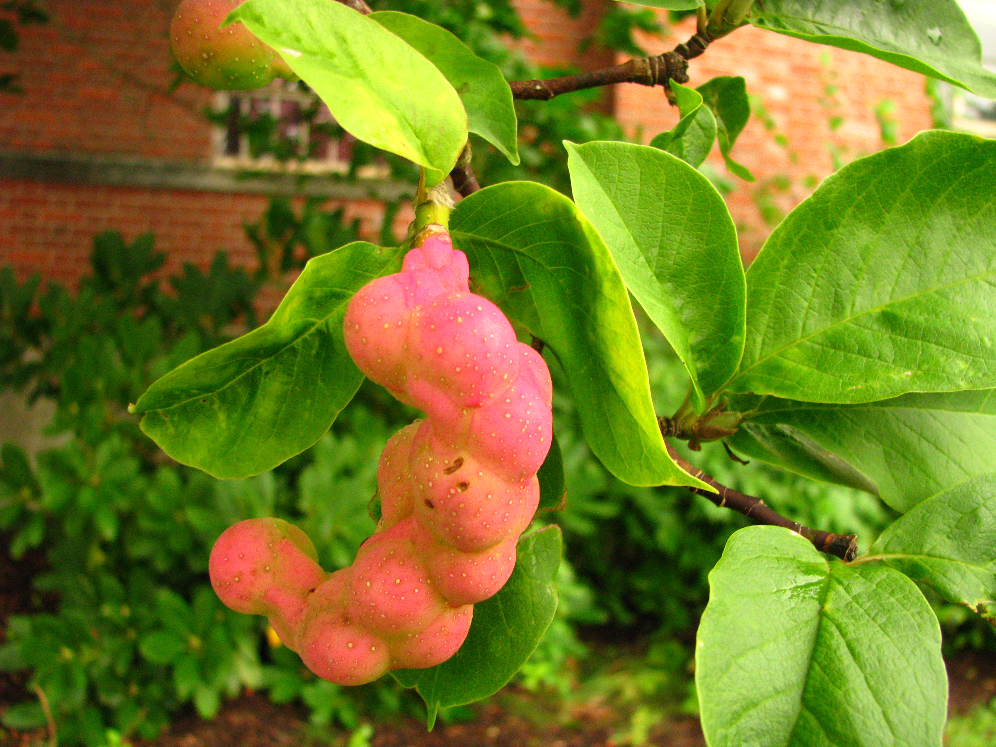 Get a Look at Late Summer Tree Fruits | Uconnladybug's Blog