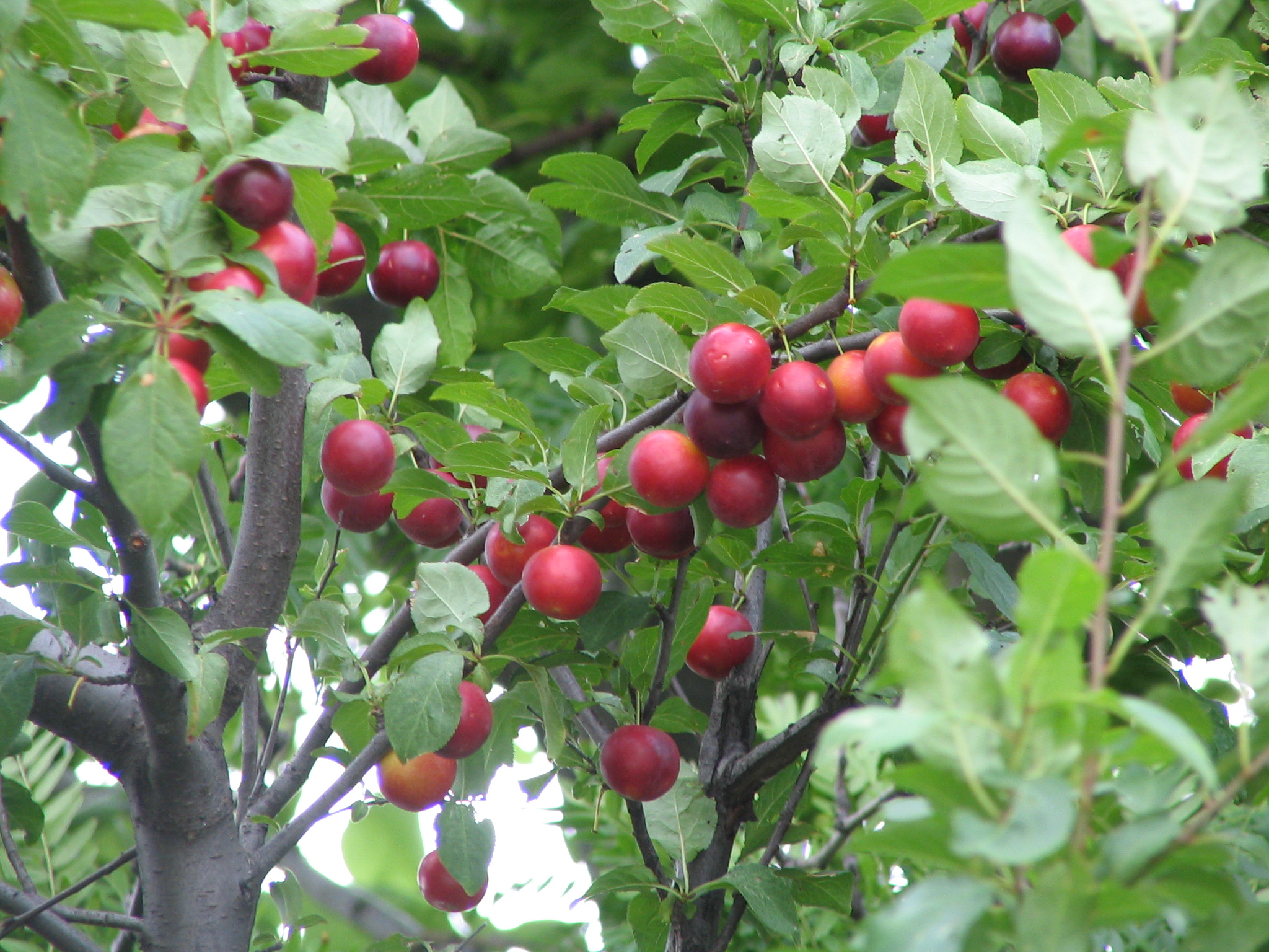 What kind of fruit tree/fruit is this? - fruits | Ask MetaFilter