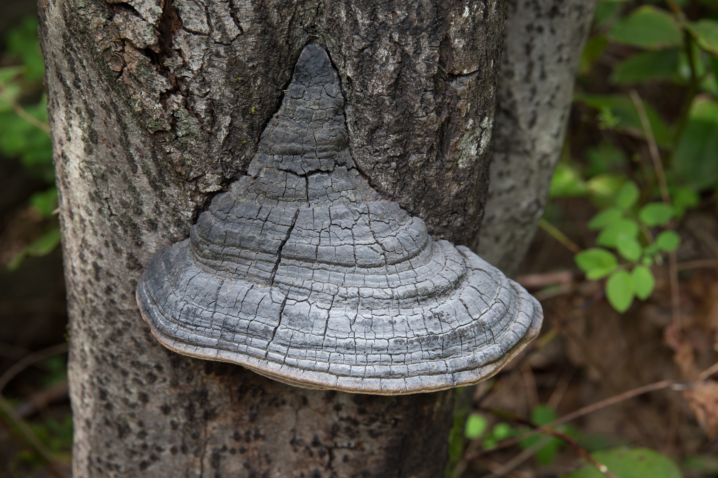 Fungus Tree « Why Evolution Is True