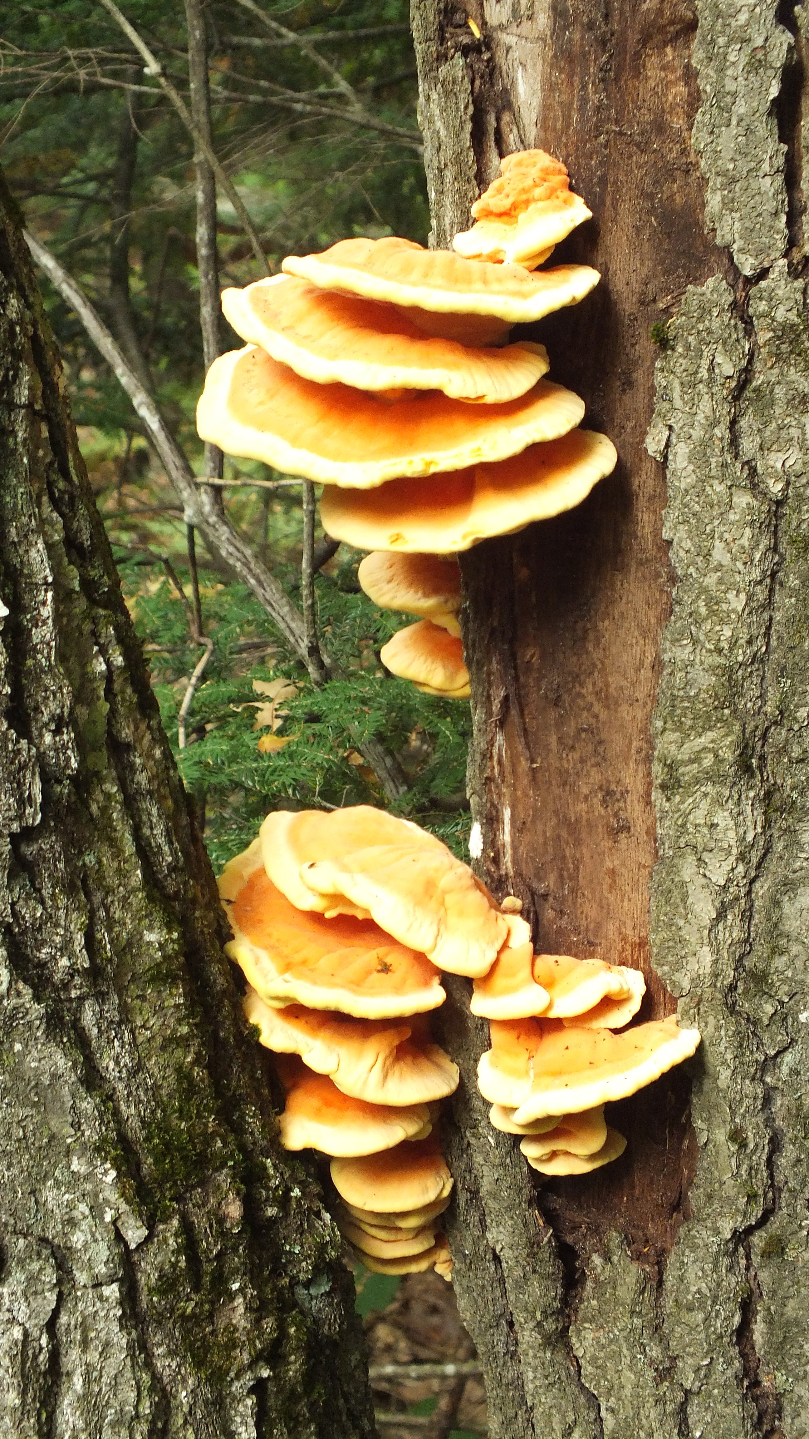 Awesome Orange Tree Fungus | Endless Forms Most Beautiful