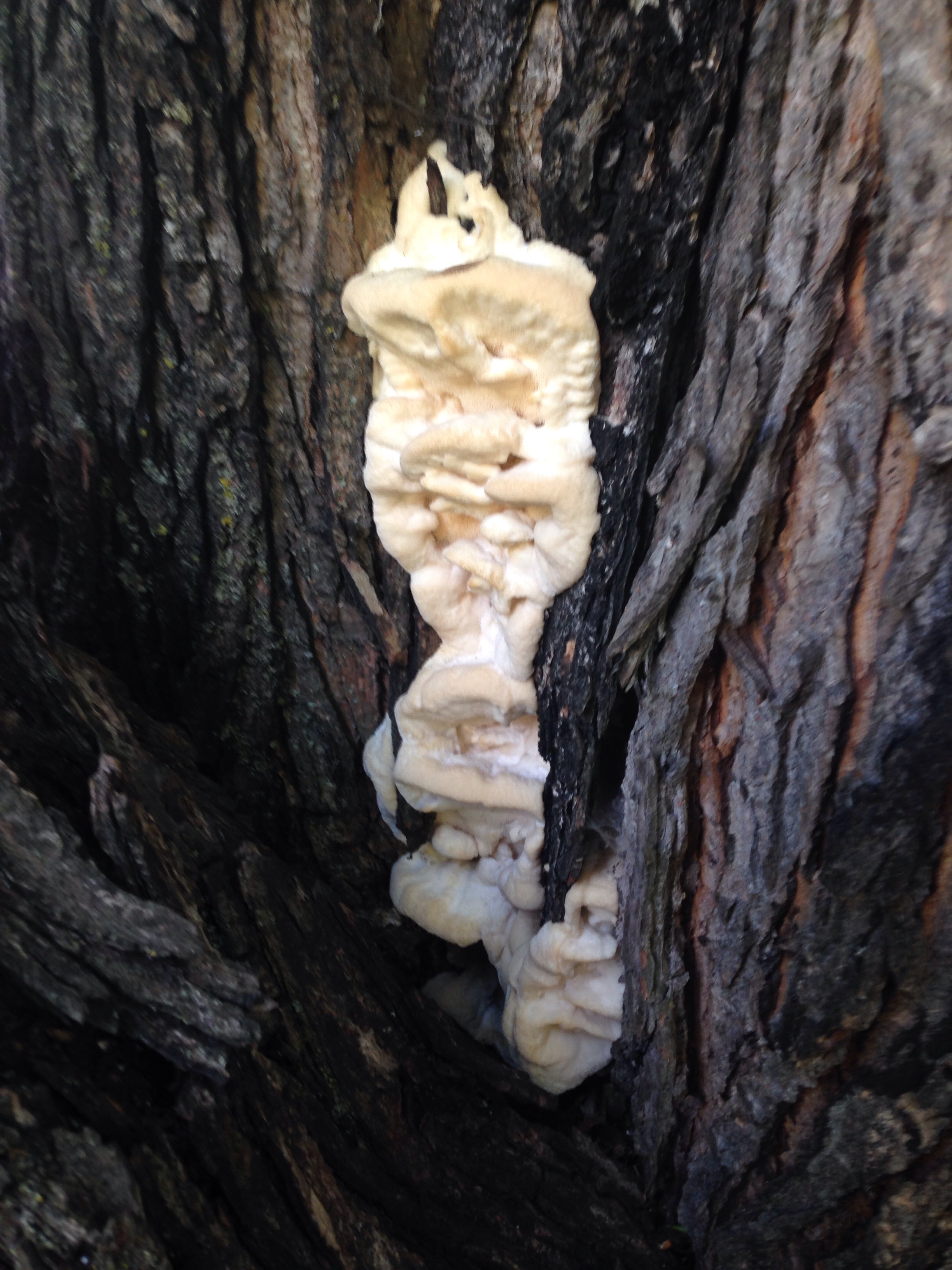 Fungus on Maple tree - Ask an Expert