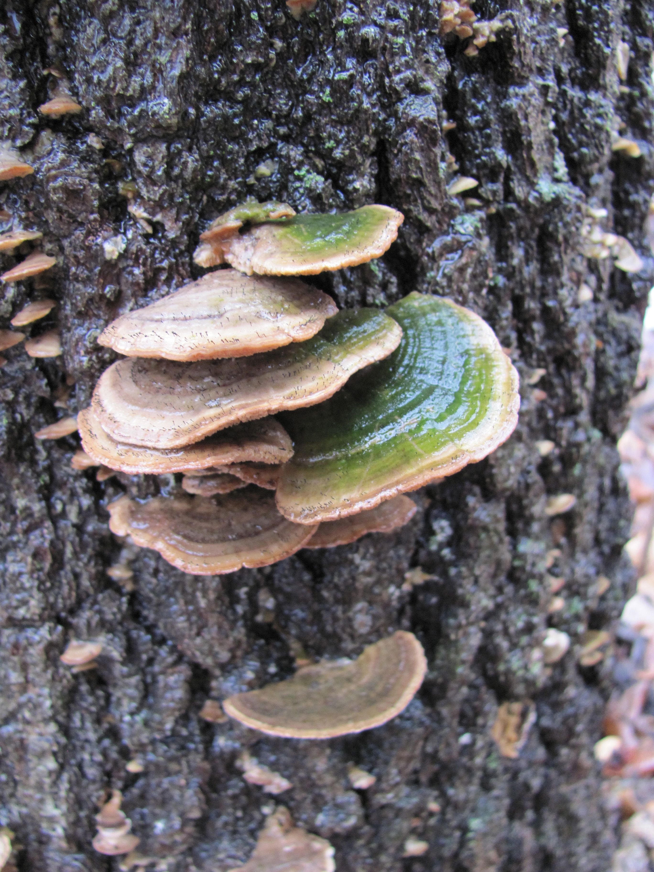 tree fungus - Google Search | BEAMS festival | Pinterest | Mushroom ...