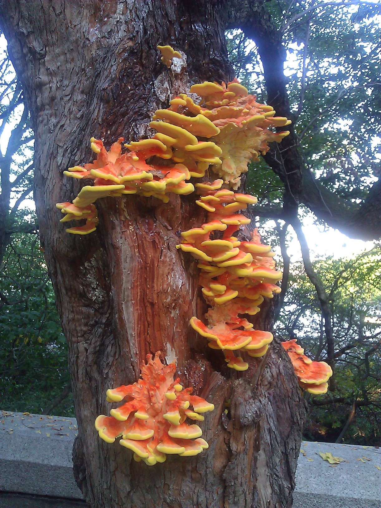 Candy Corn Tree Fungus