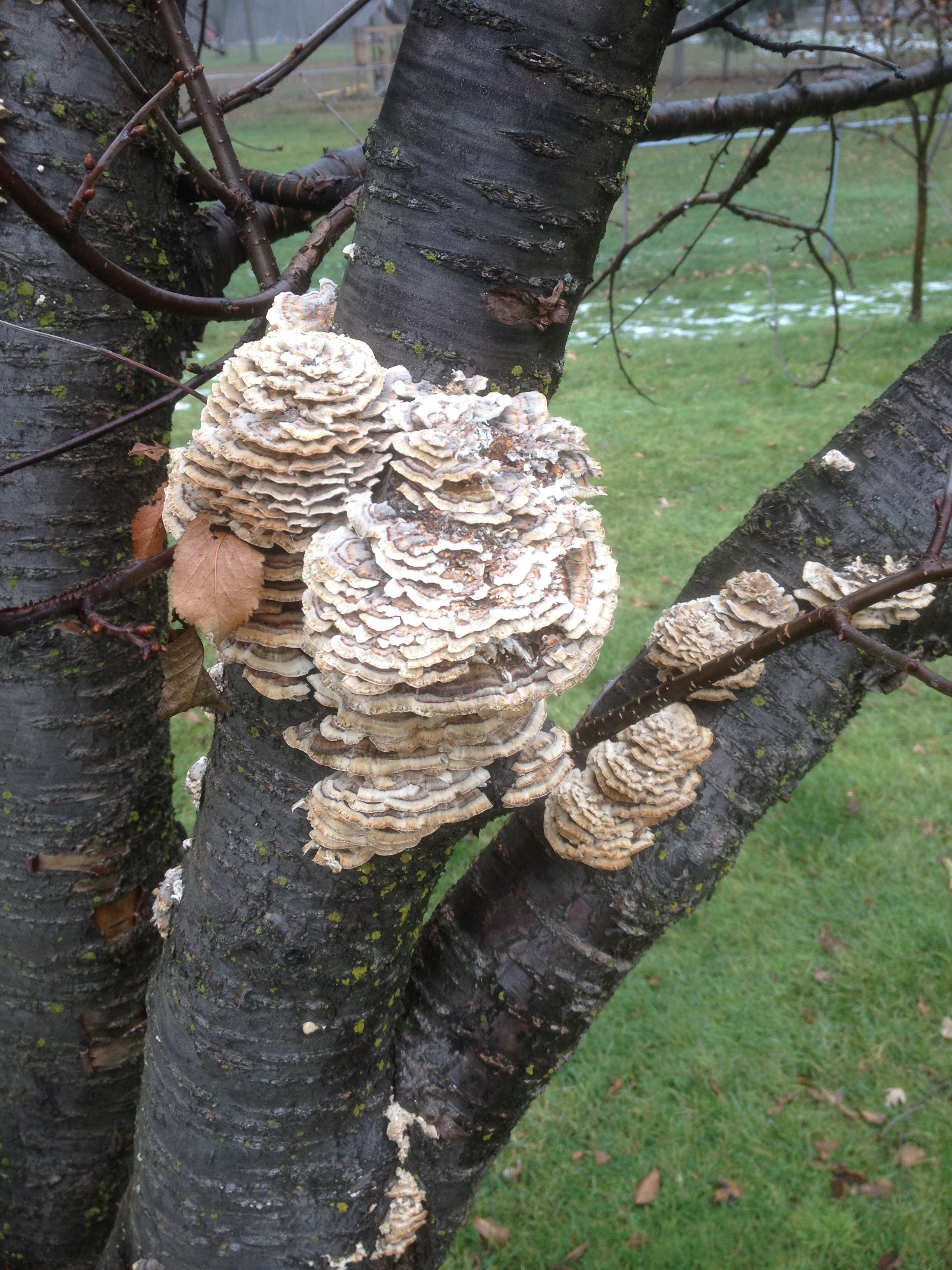 Mesabi cherry tree fungus or mold? - Ask an Expert