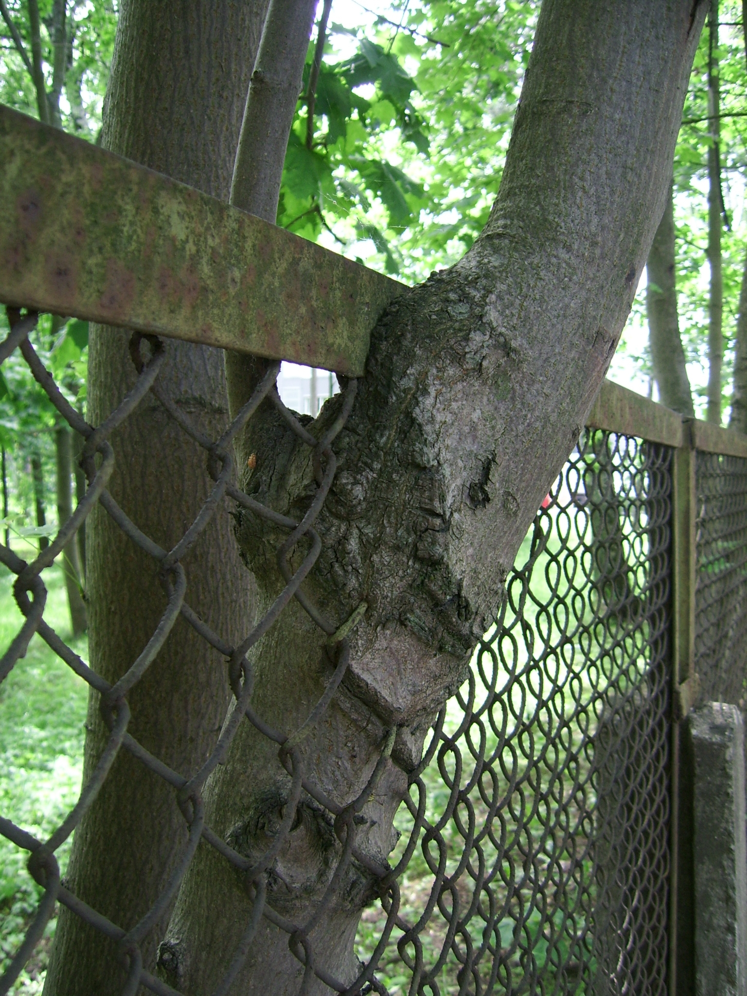 Tree grown into the fence photo