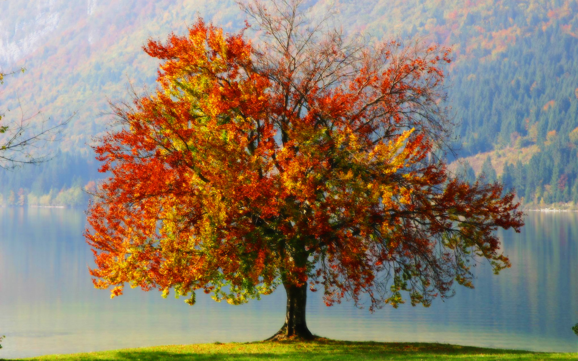 Tree in autumn photo