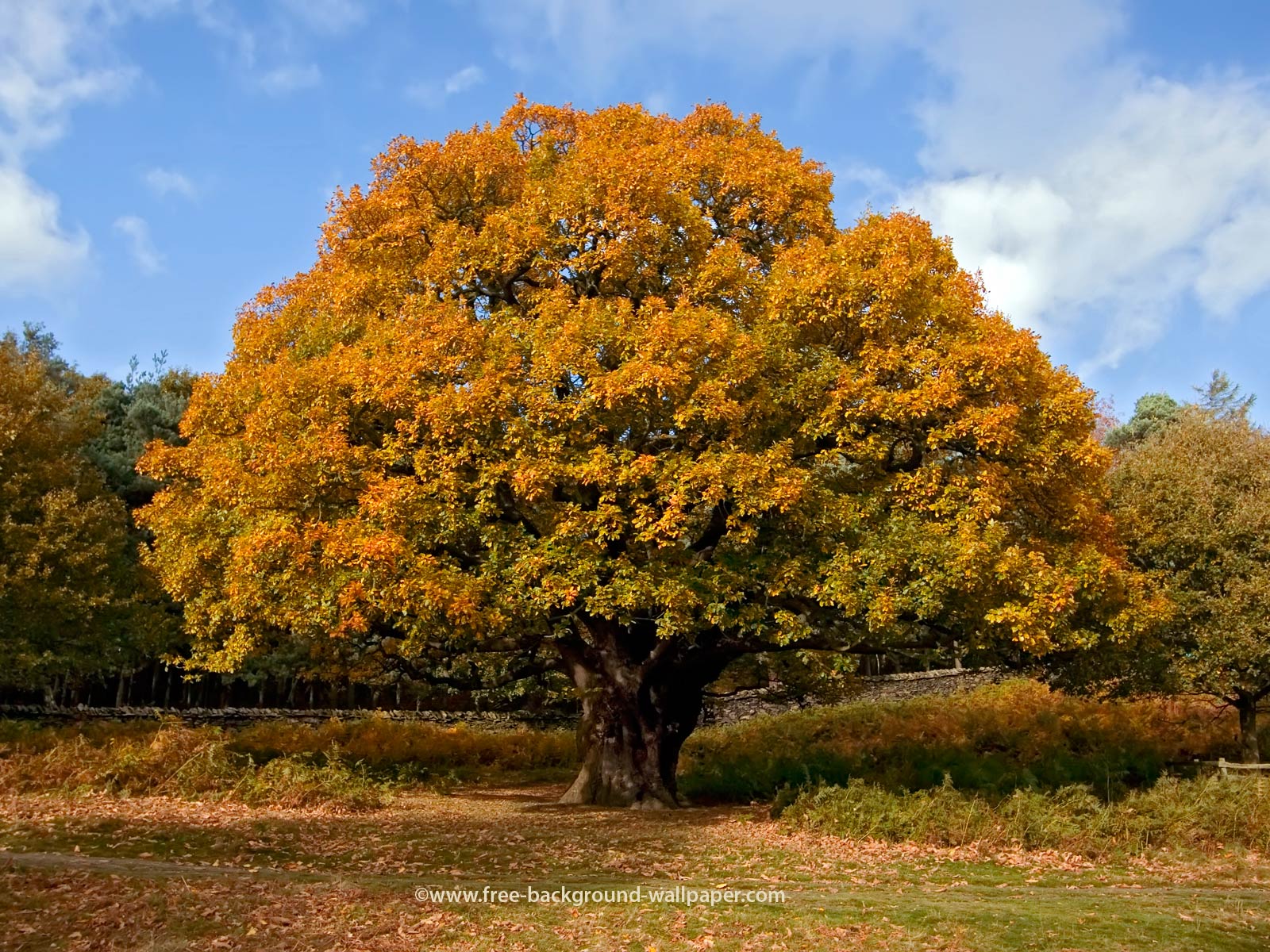 Oak Tree in Autumn Tree Backgrounds - 1600x1200 pixels